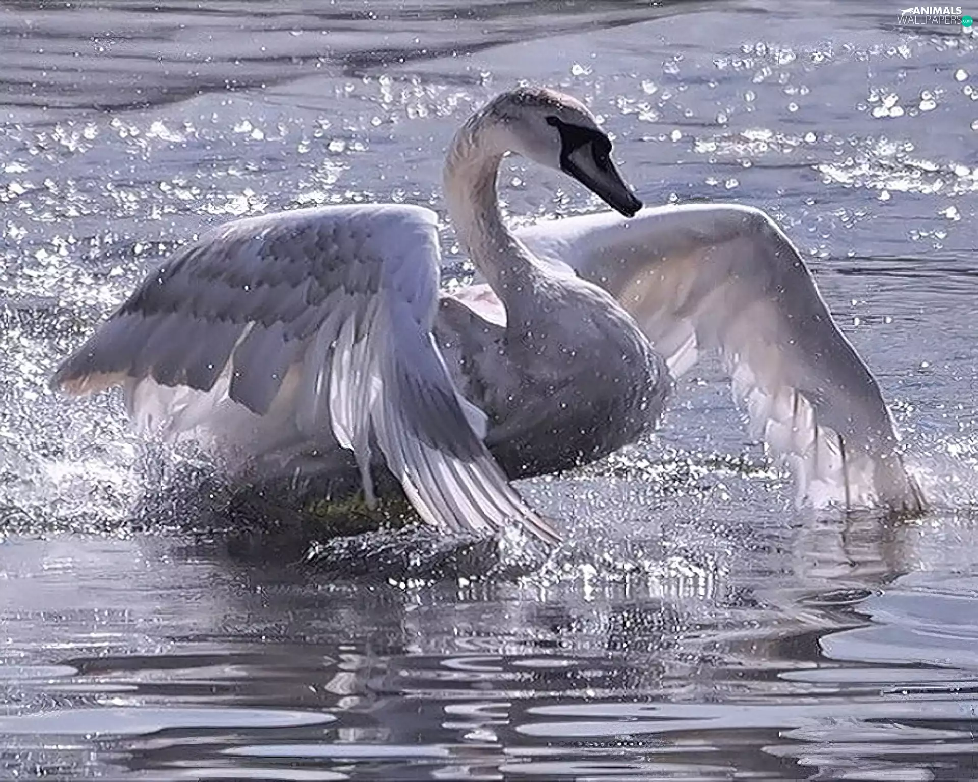 Swans, wings, water