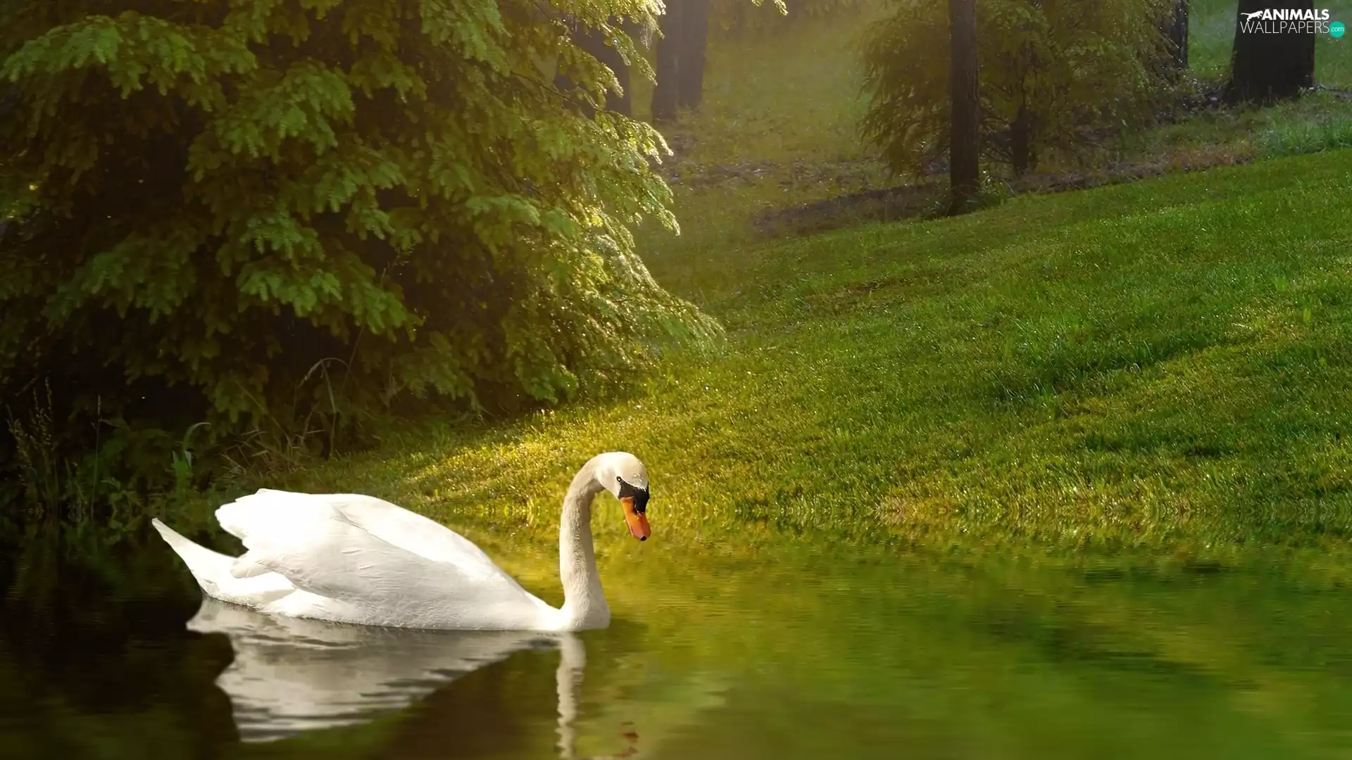 Swans, water