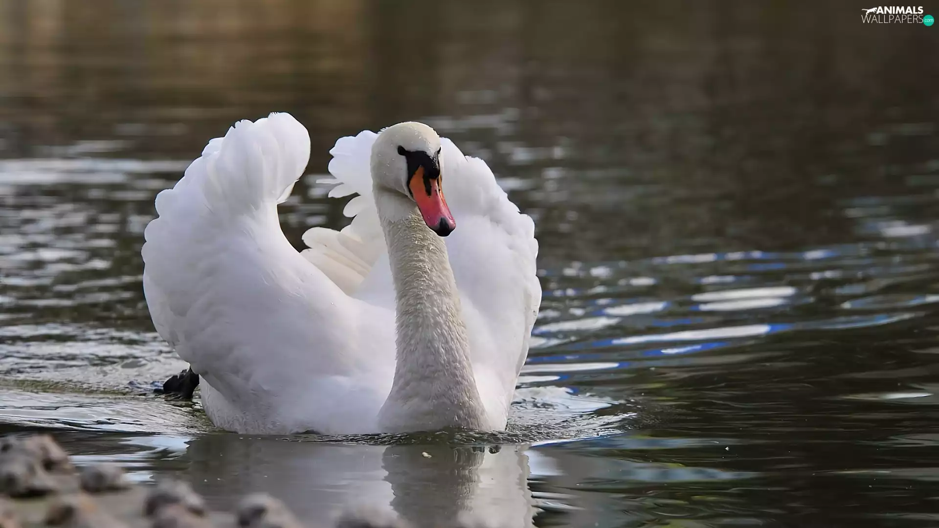 Swans, Beatyfull, White