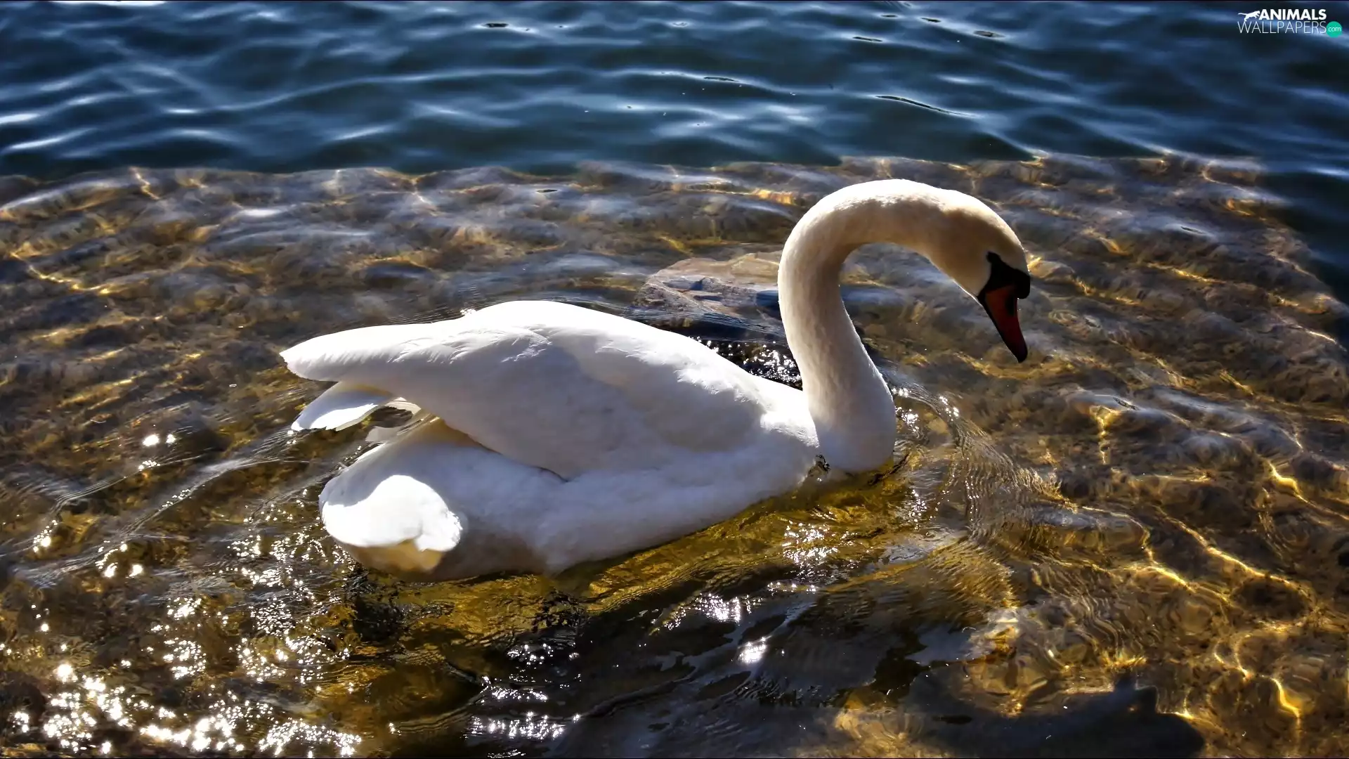 White, water, Waves, Swans