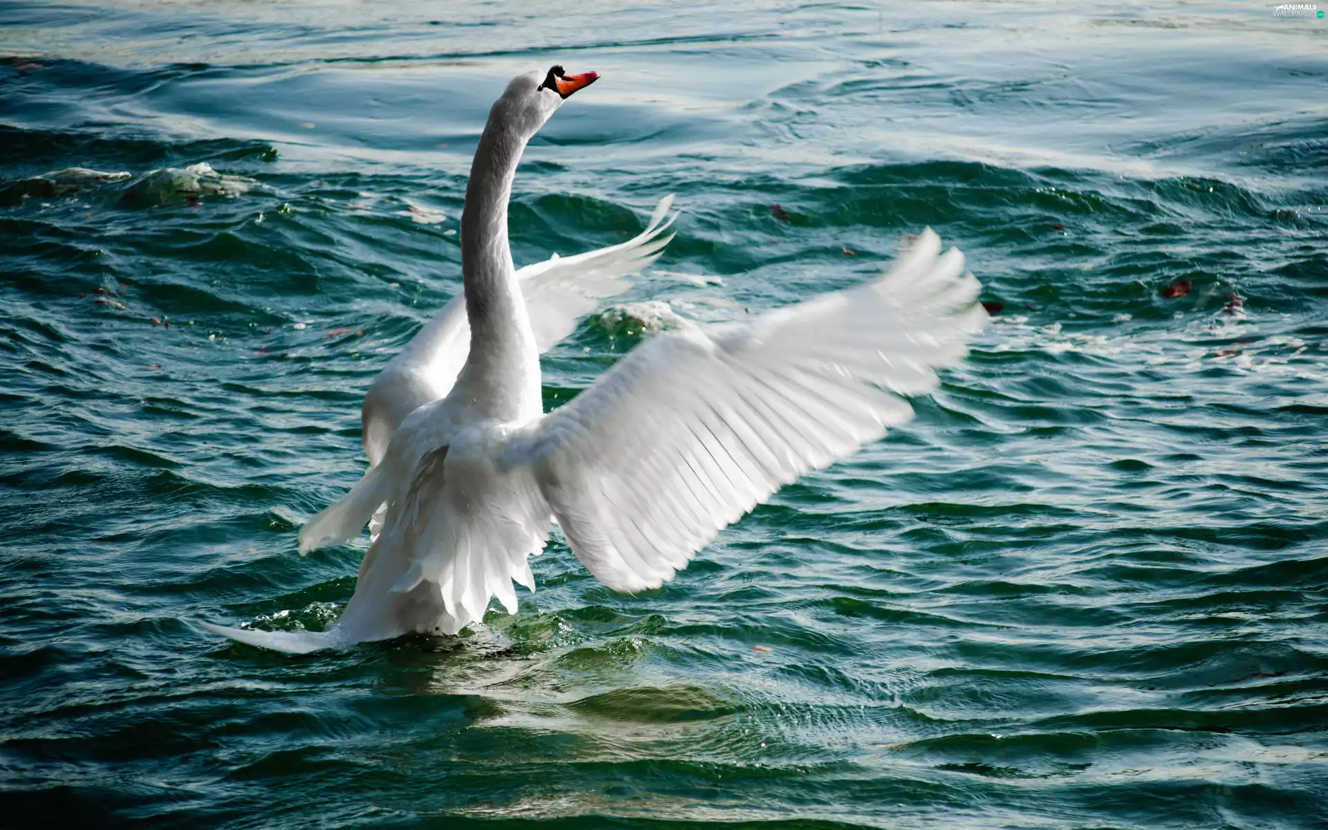 White, water, wings, Swans