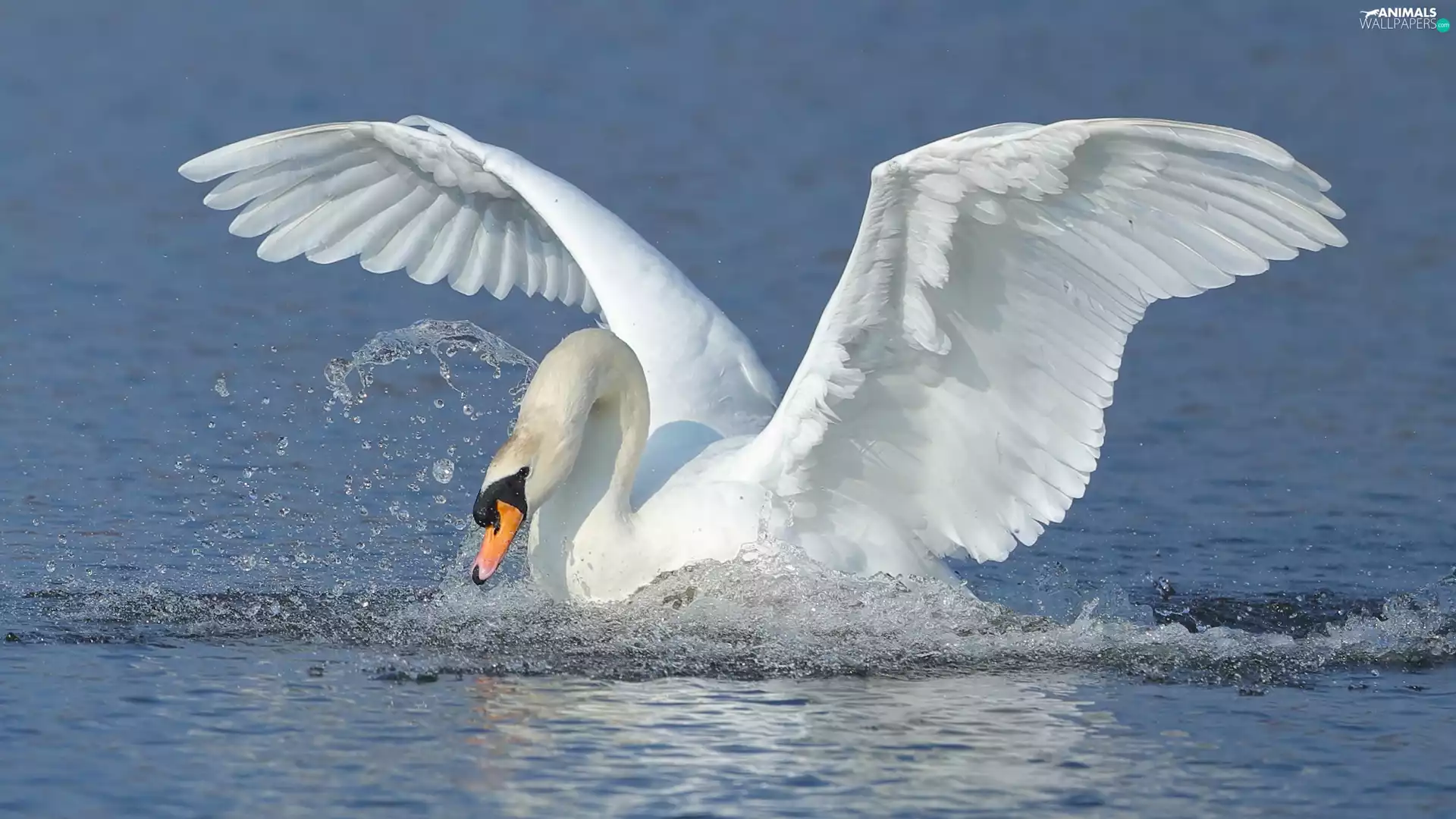 White, water, wings, Swans