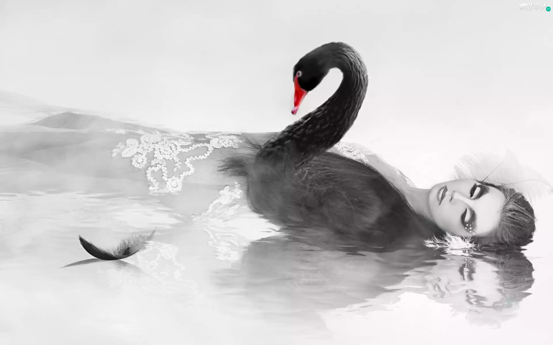 Women, Black, pen, Swans