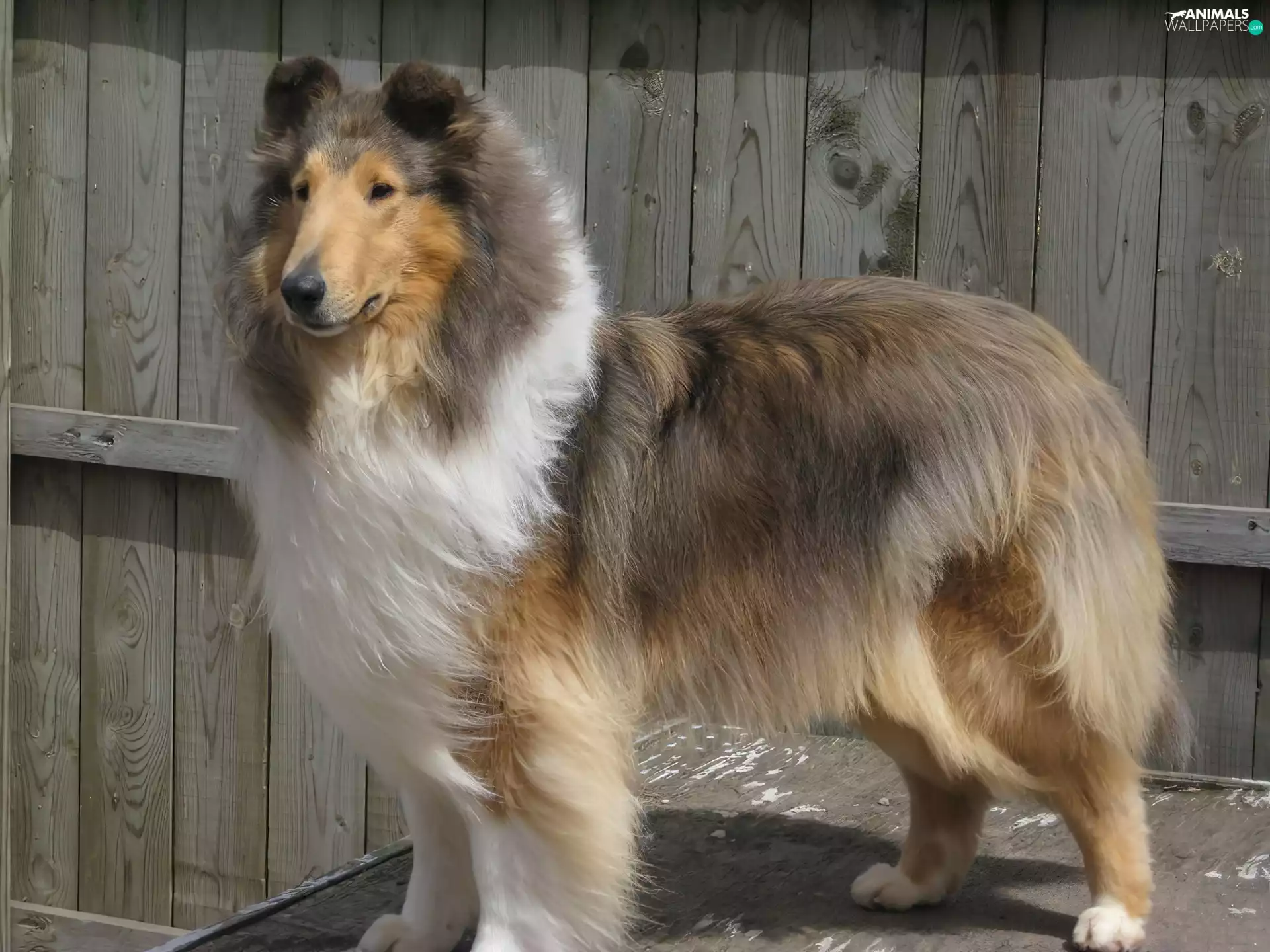 coat, Collie rough, swarthy