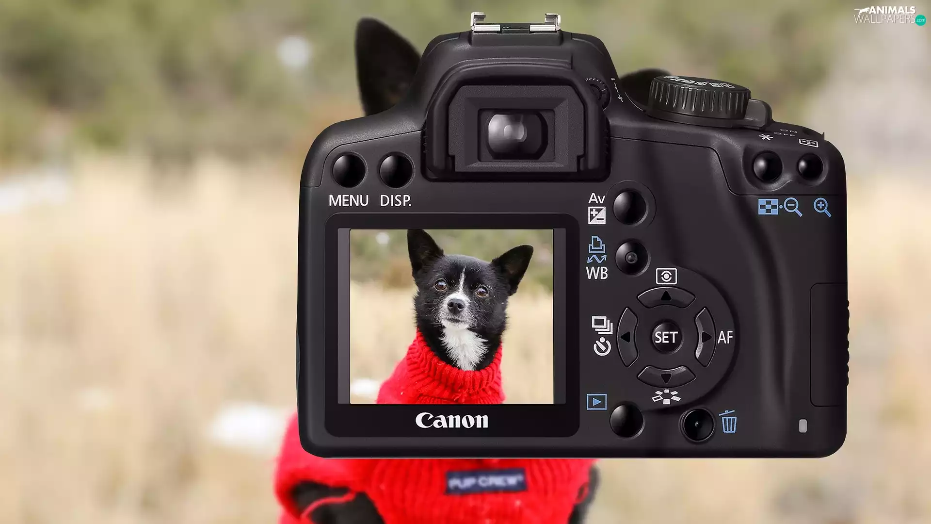 Red, Sweater, Canon, dog, Camera