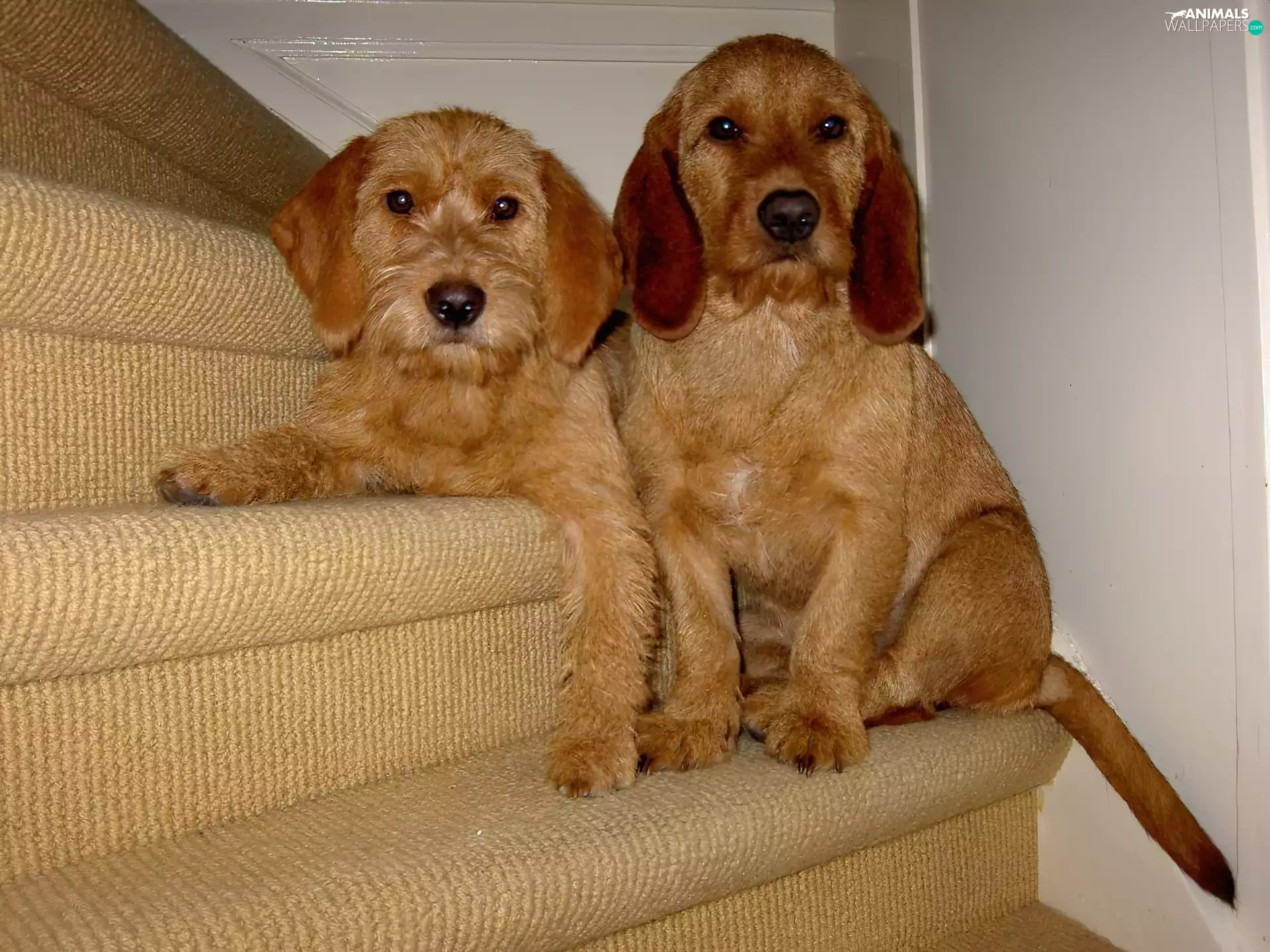 Two cars, Basset Fauve de Bretagne, Stairs, sweet