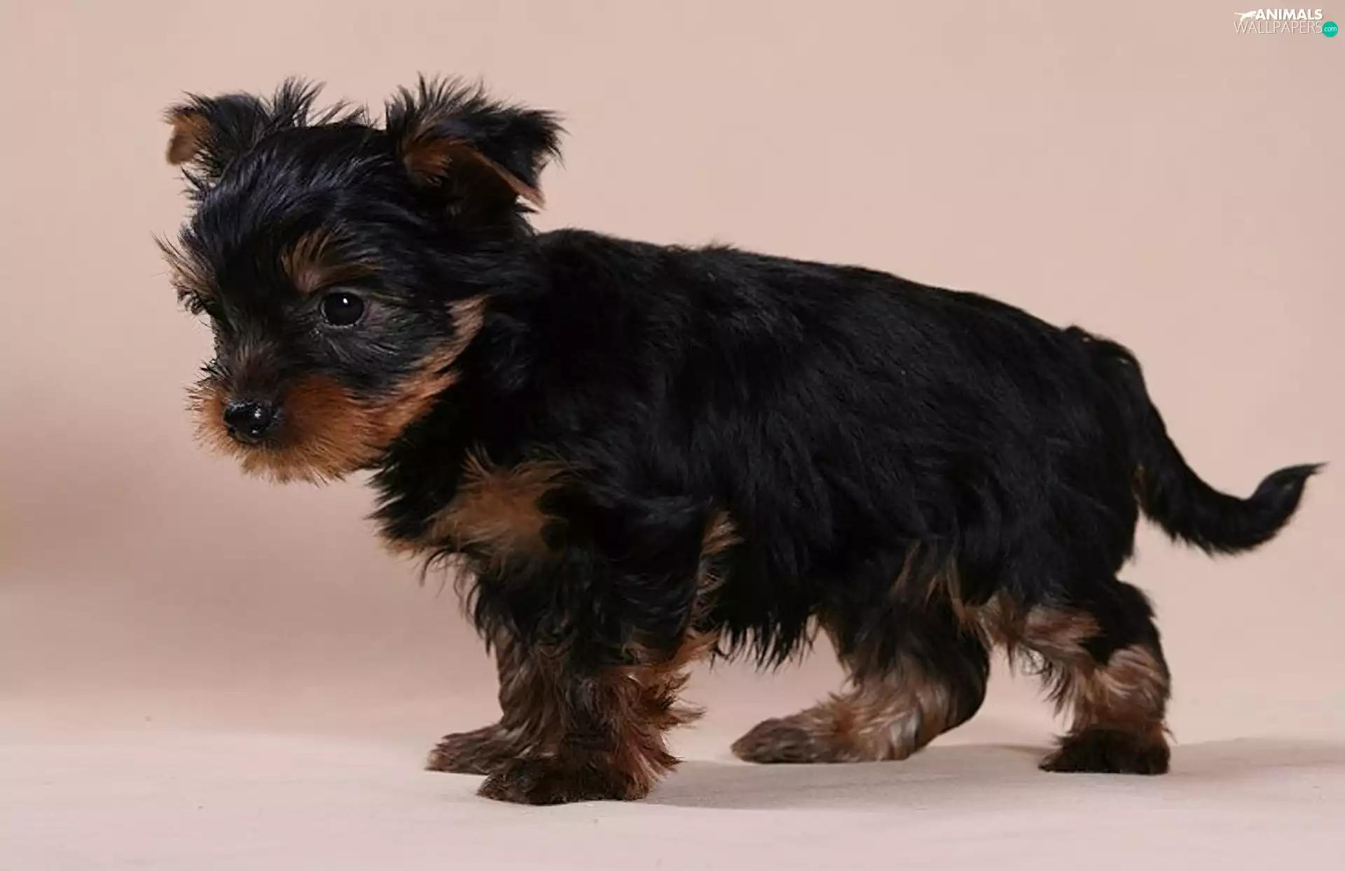 dog, animals, York, sweet