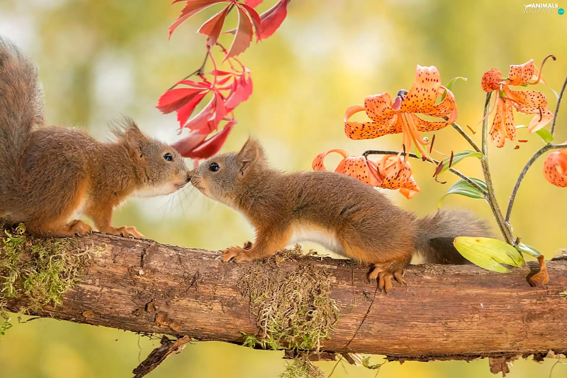 trees, viewes, kiss, Two, squirrels, branch, autumn, sweet