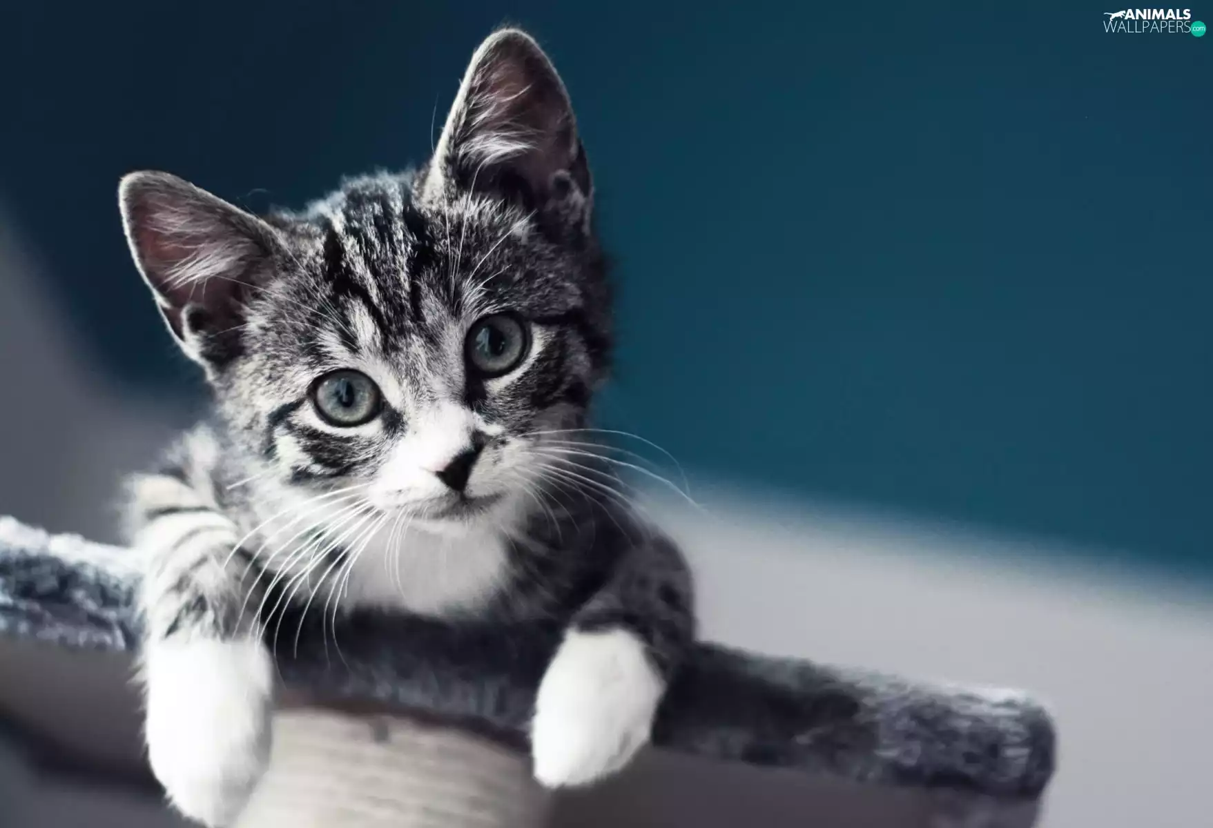 kitten, Eyes, moustache, sweet