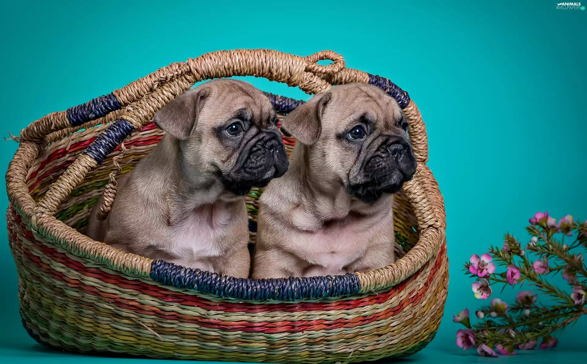 Puppies, Two cars, sweet