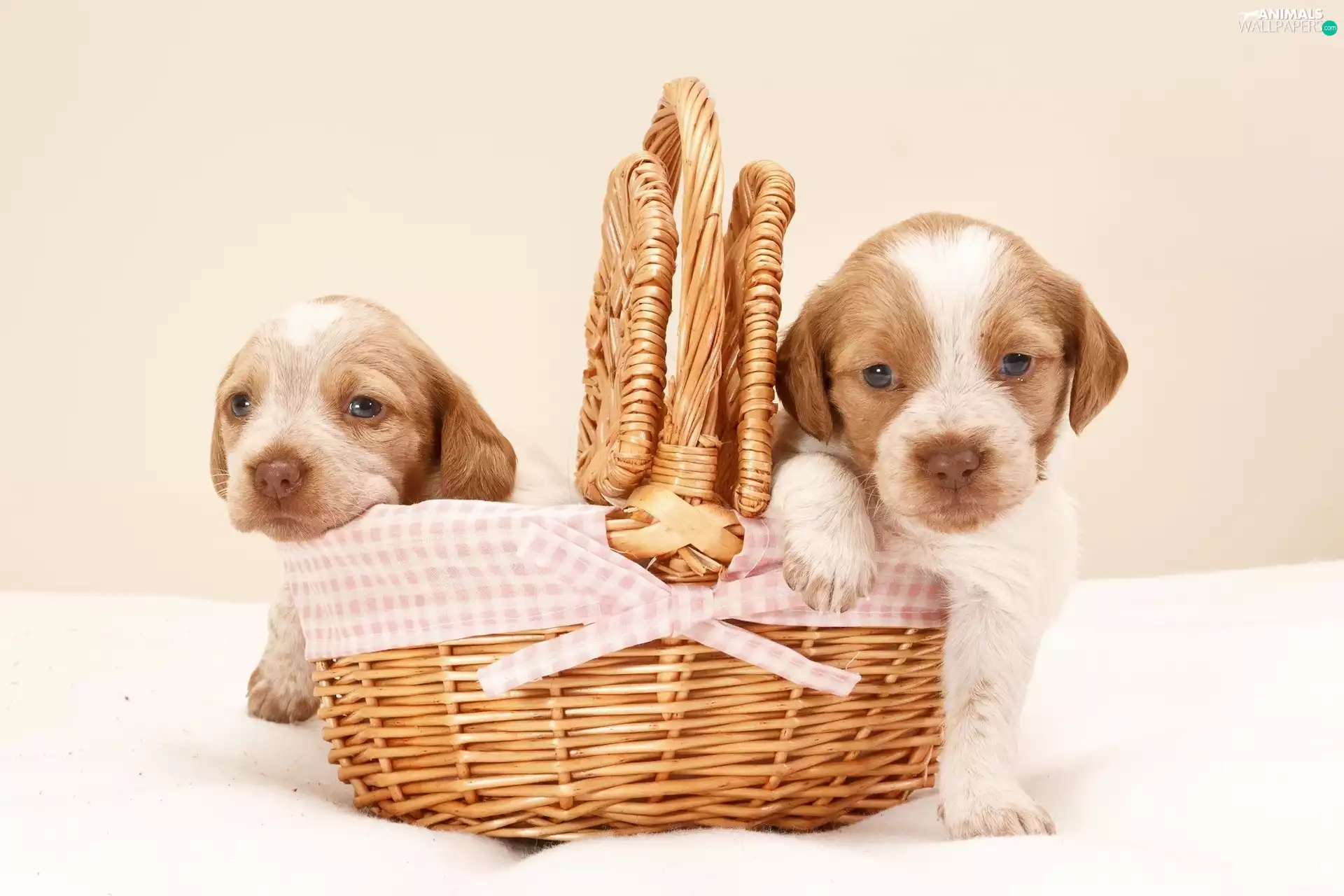 sweet, Dogs, puppies