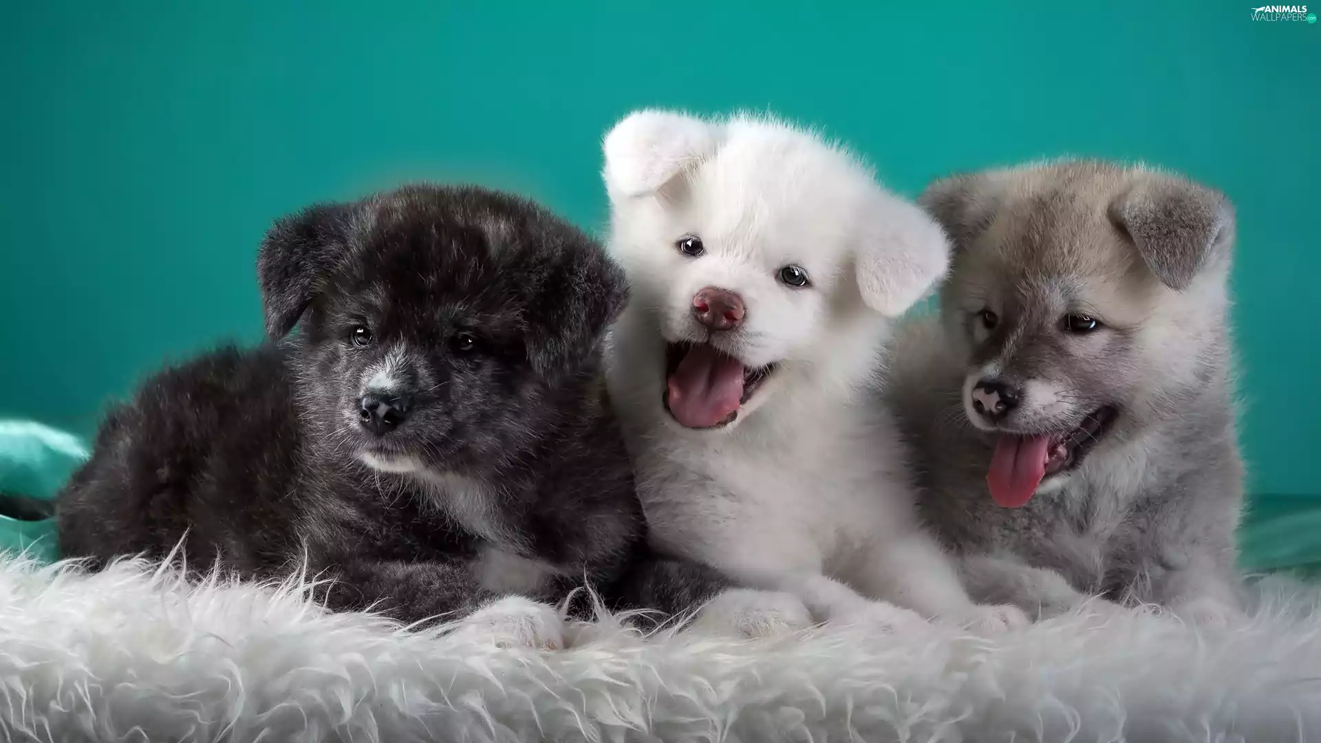 Puppies, Akita Inu, sweet