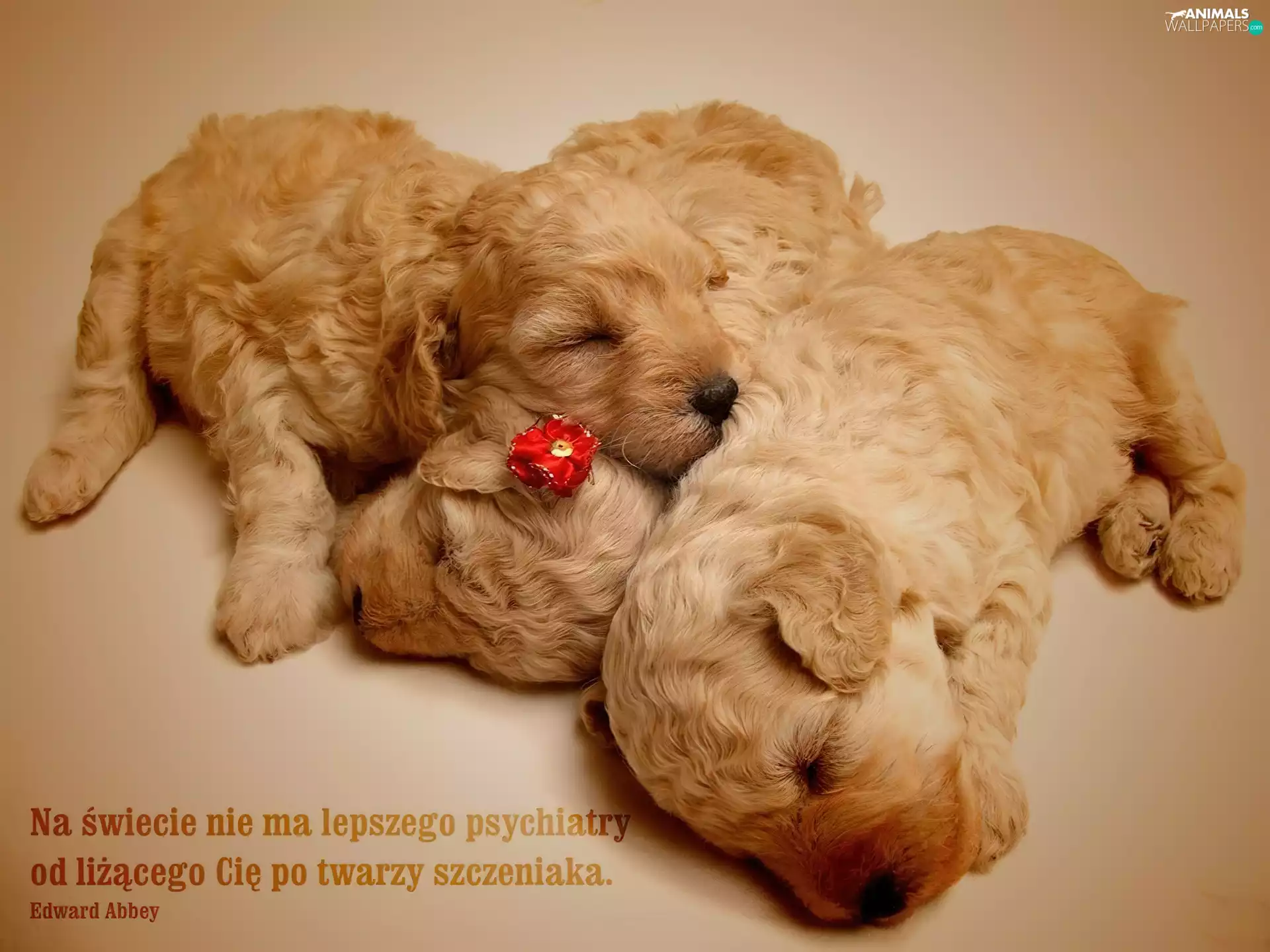 sweet, Puppies
