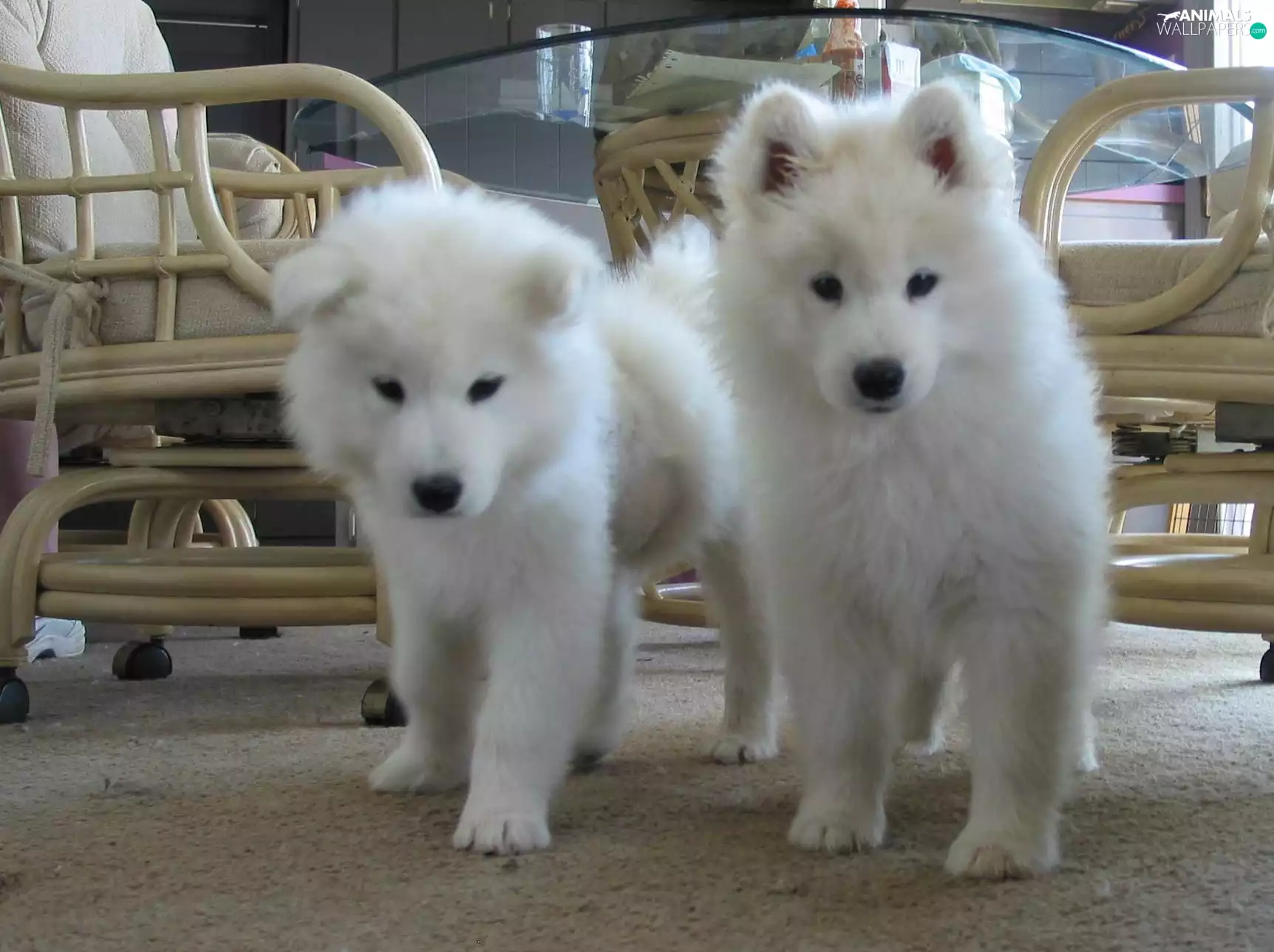 Samojedy, Two cars, sweet