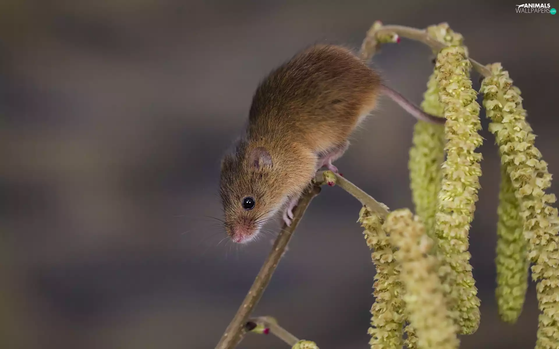 twig, The herb, Sweet, mouse, small