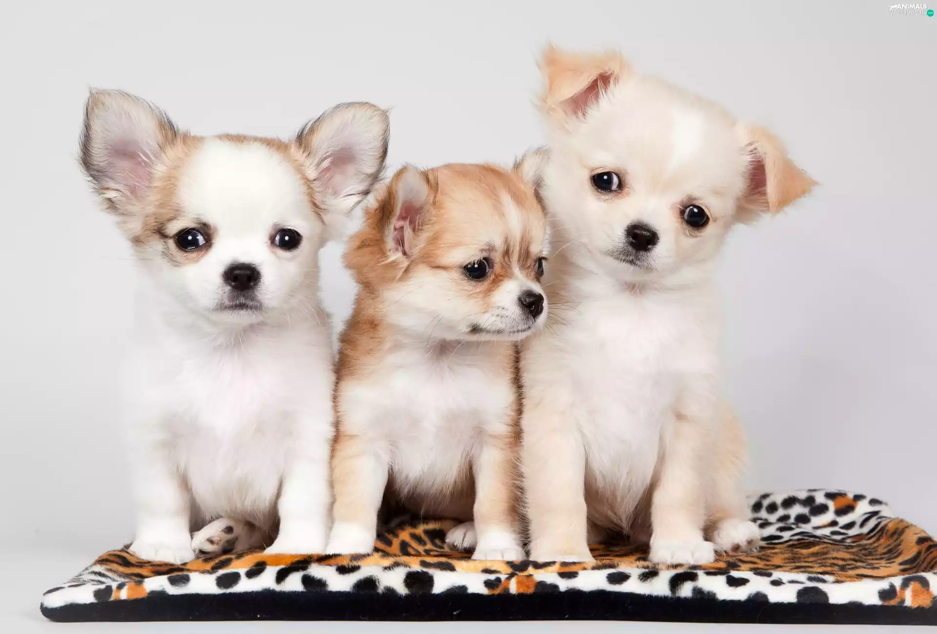 Three, Puppies, Chihuahua, sweet
