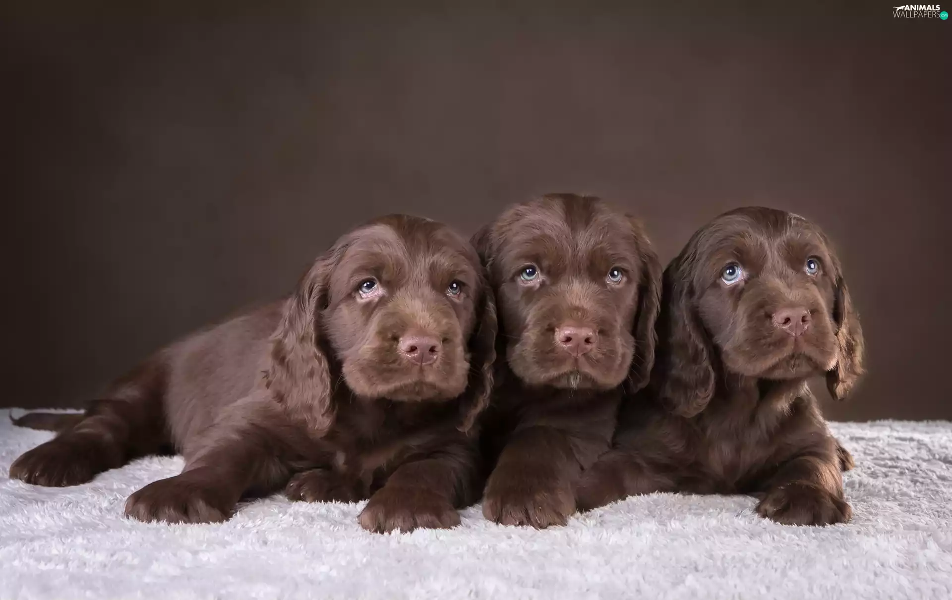 Three, puppies, Spaniels, sweet