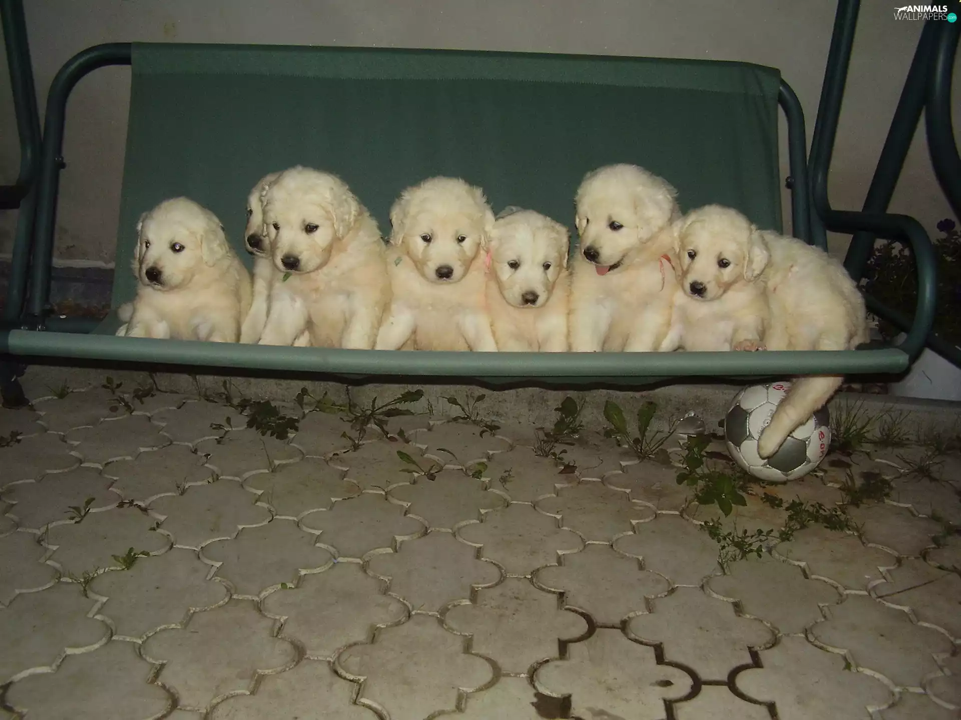 puppies, Swing, garden, slovak czuwacze