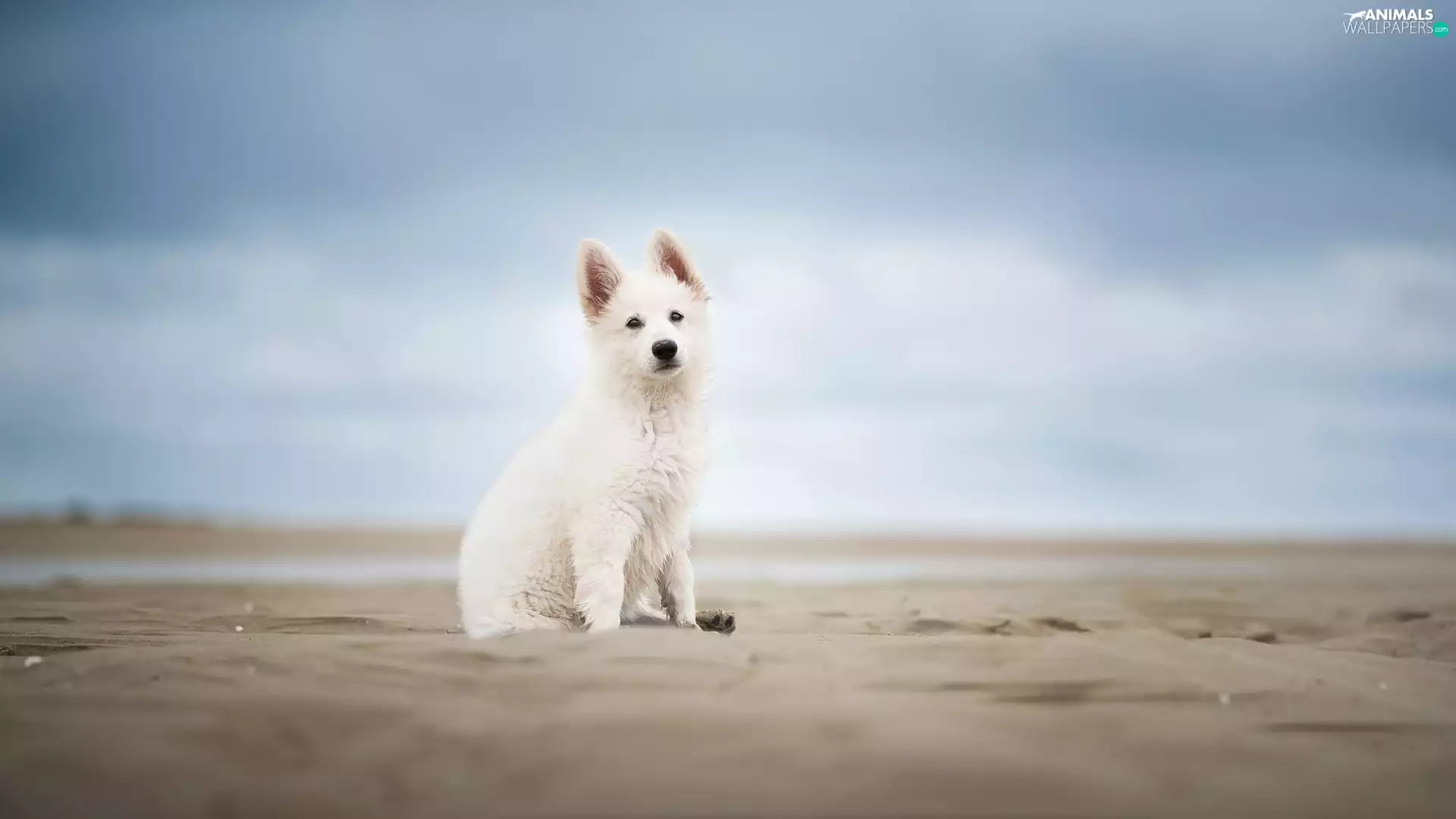 White Swiss Shepherd, Beaches, Puppy