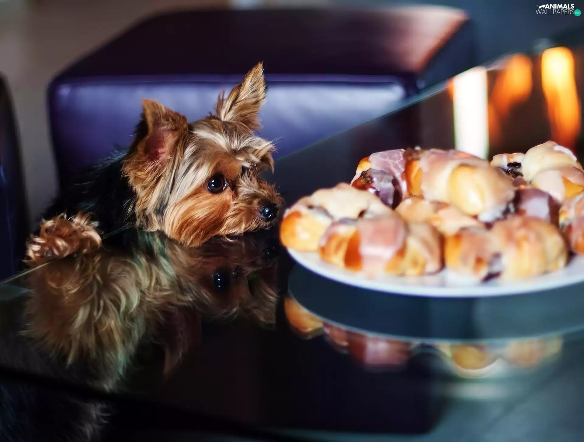 Table, doggy, croissants