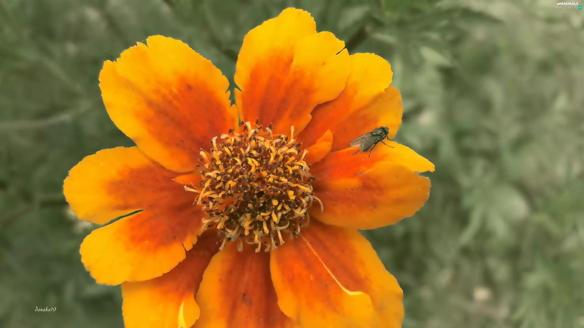 Insect, fly, Orange, Tagetes, Colourfull Flowers