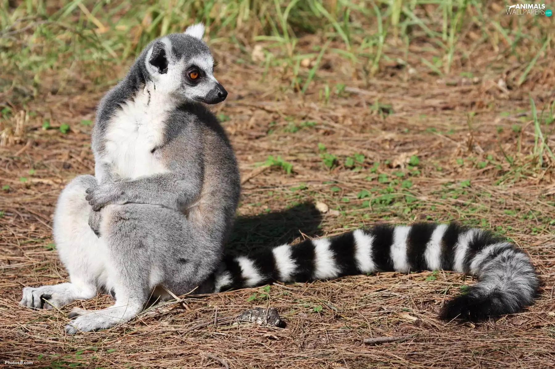 tail, lemur, Beatyfull