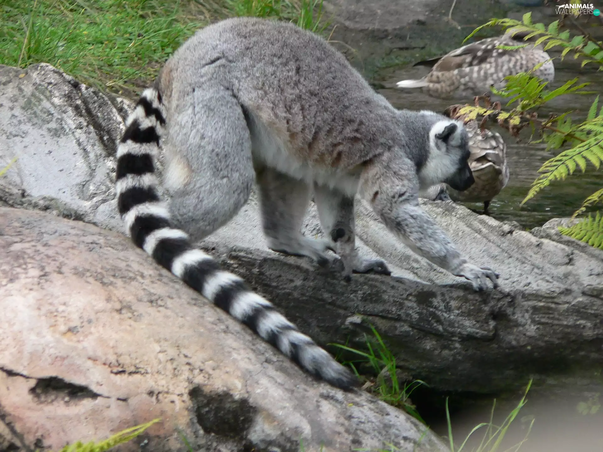 long, Lemura, Stones, tail