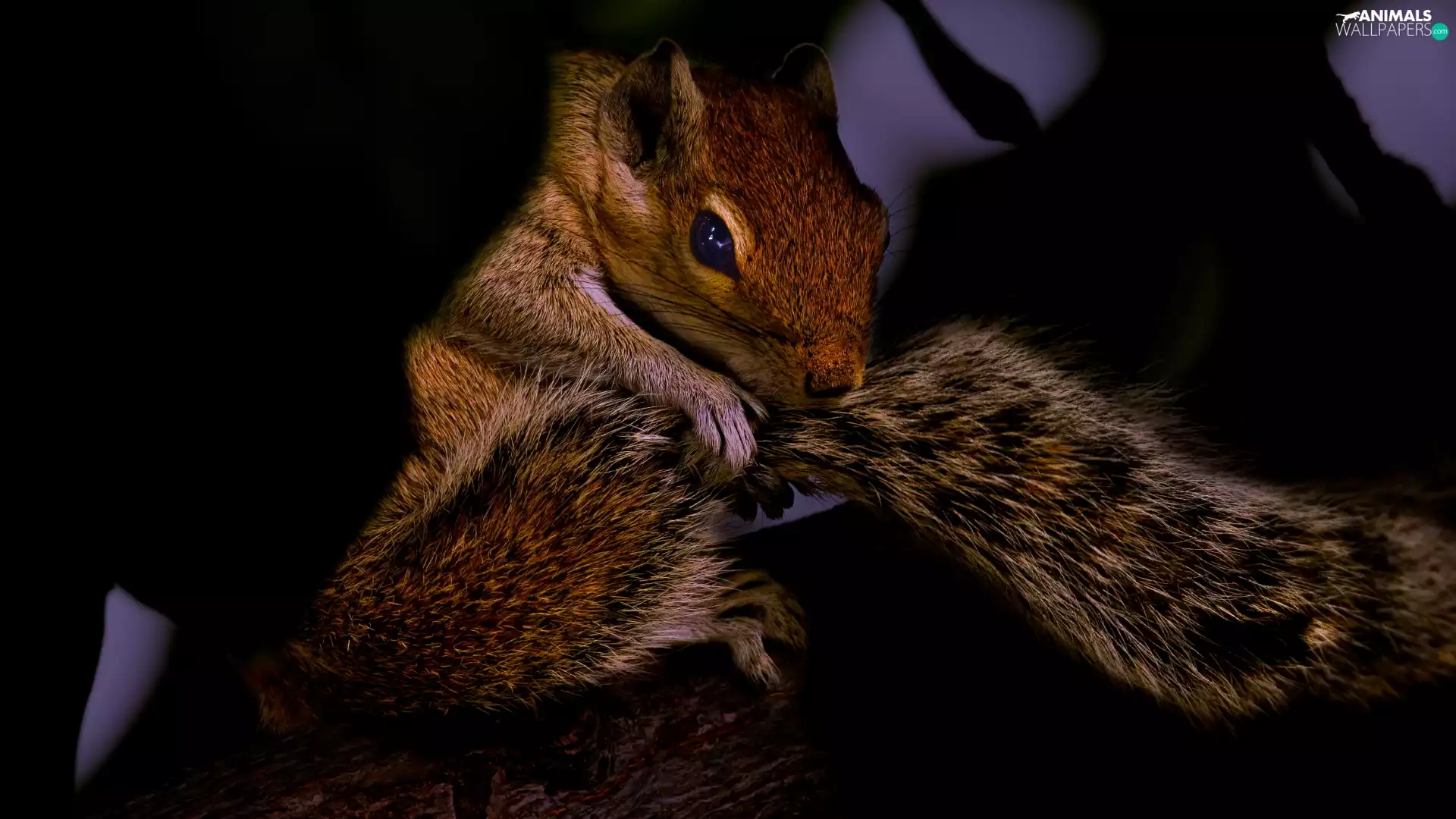tail, Ginger, squirrel
