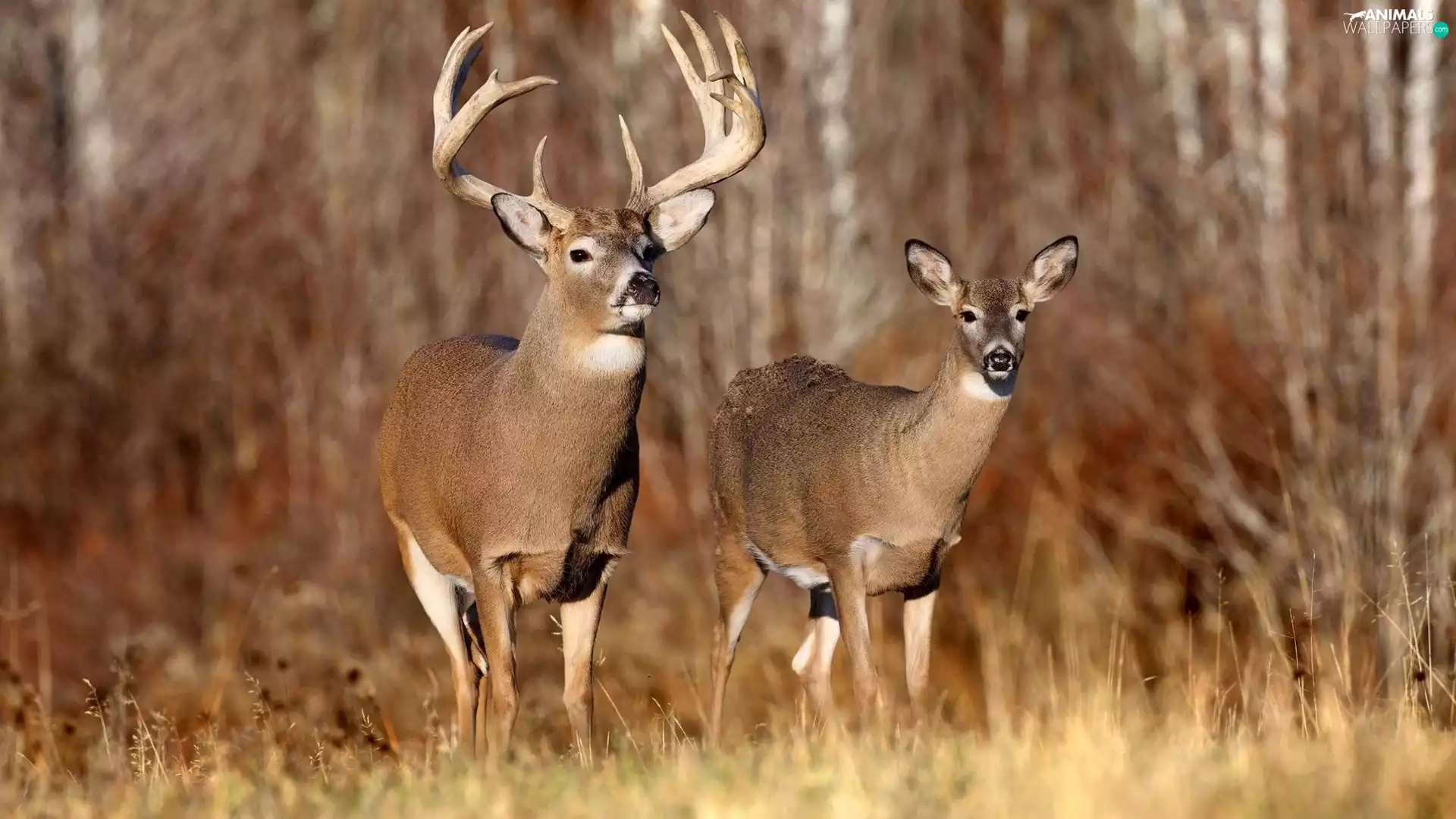White-tailed Deer, deer, roe