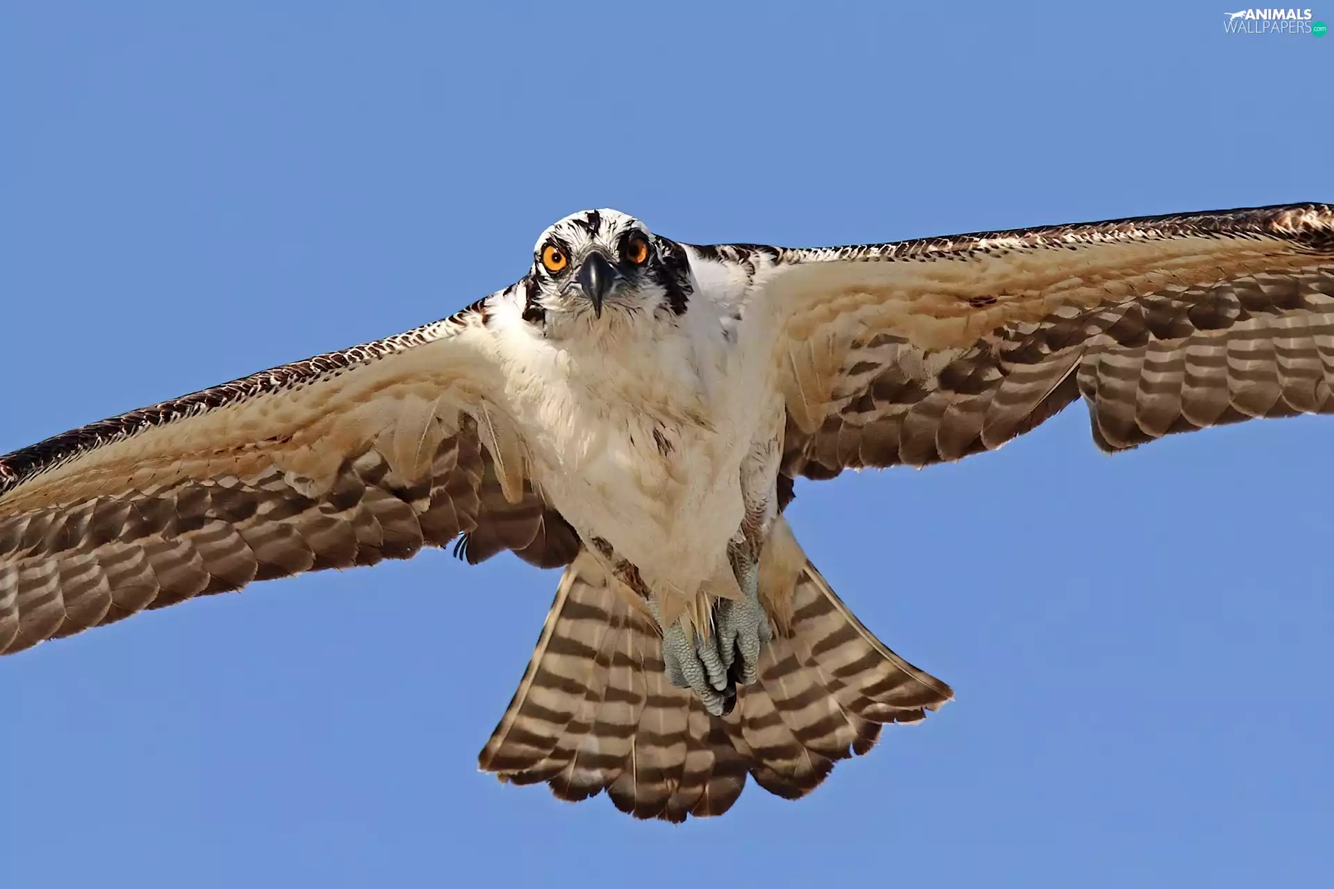 spread, wings, Red-tailed hawk, flight, buzzard