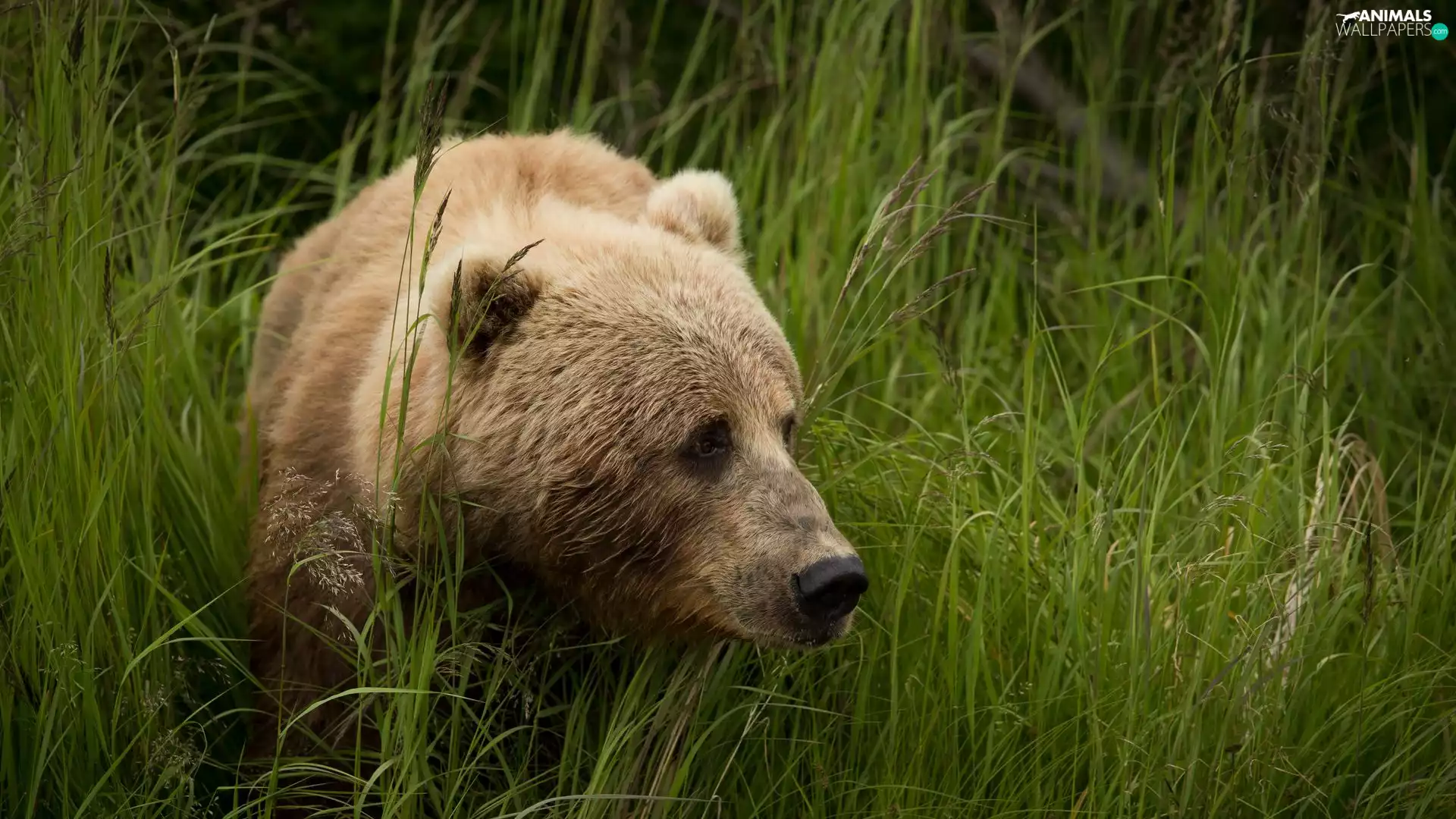 grass, Brown bear, tall
