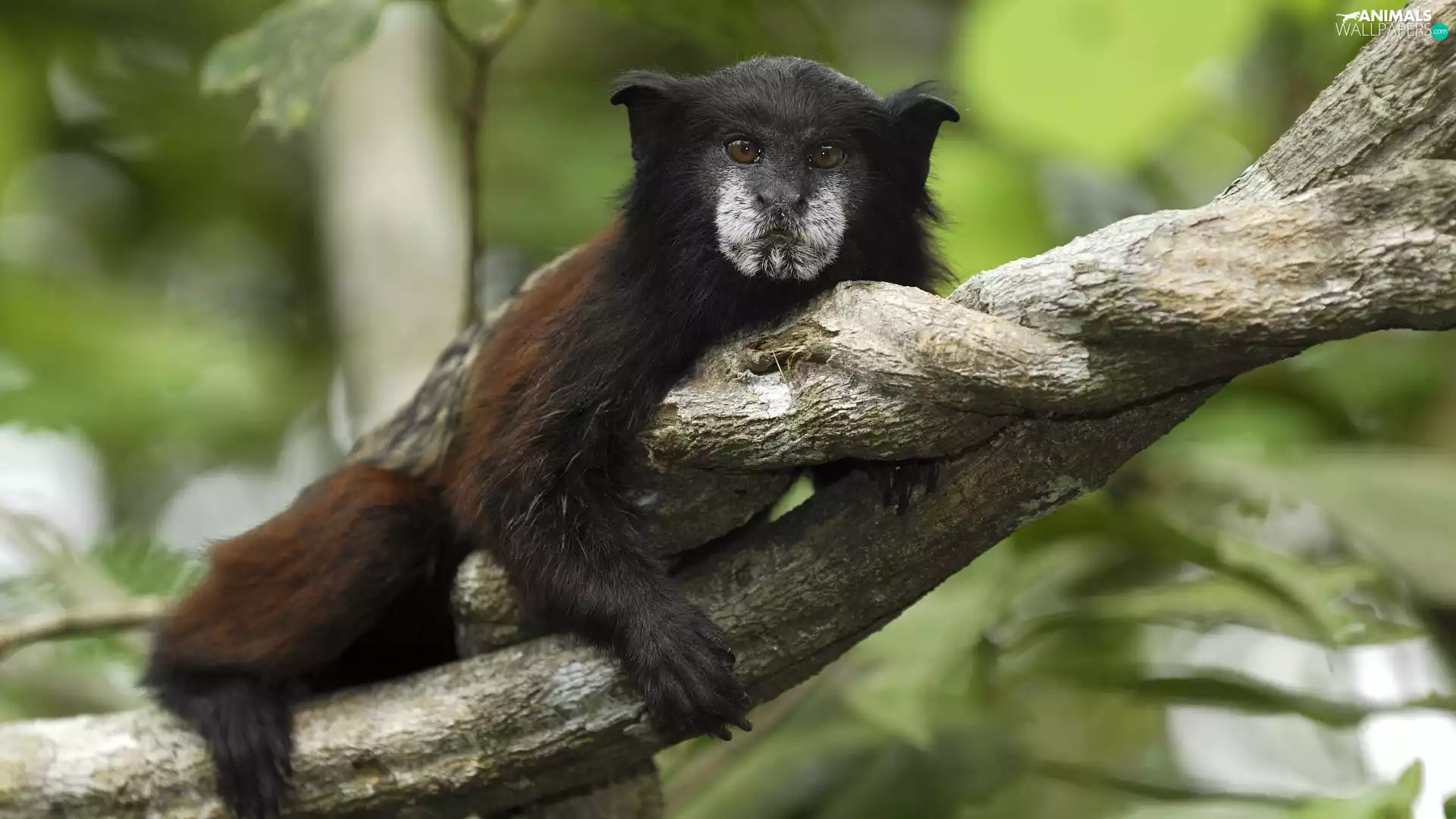 young, Tamarin, branch, tamarin