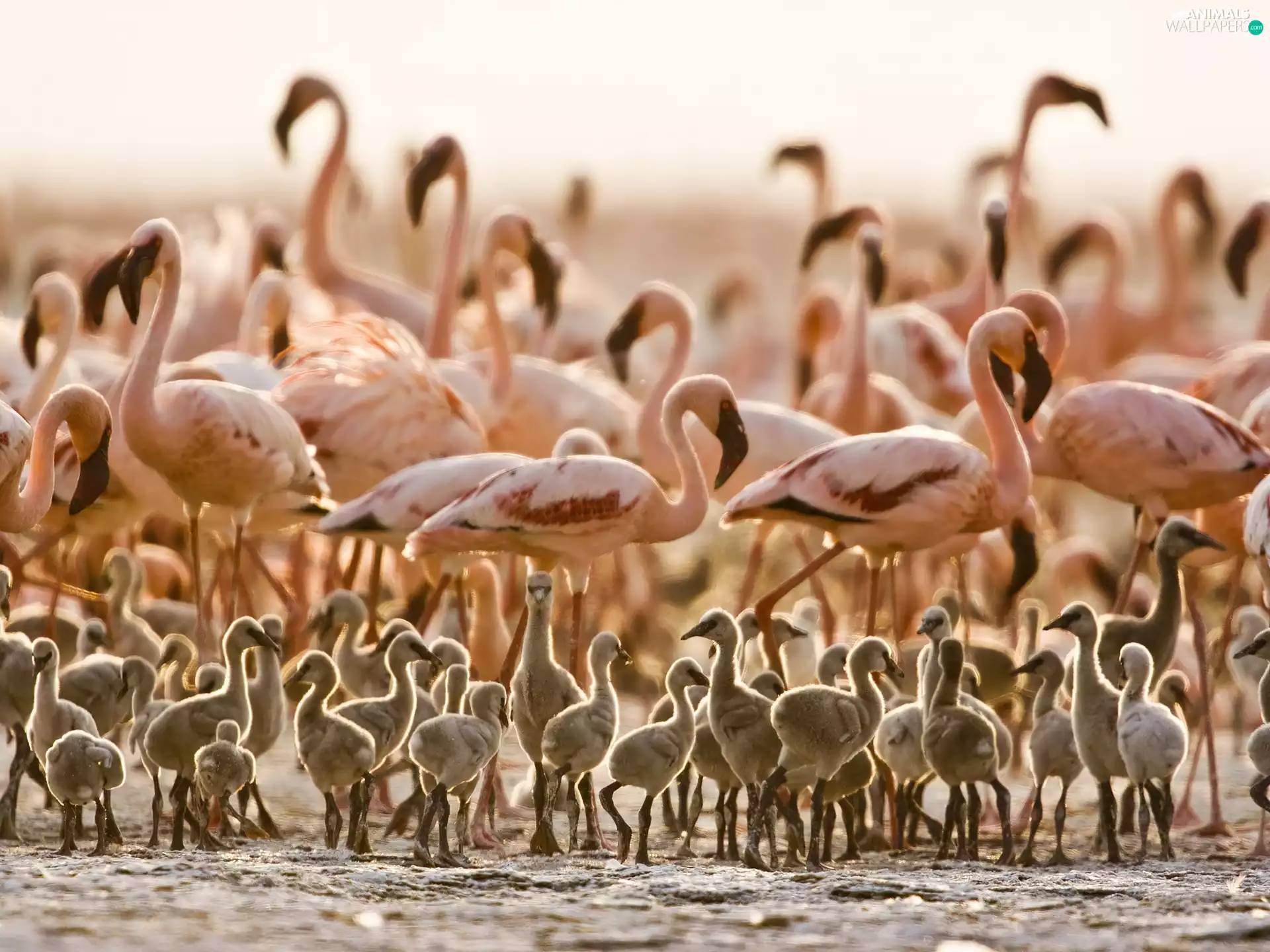 Tanzania, Flamingos, chick