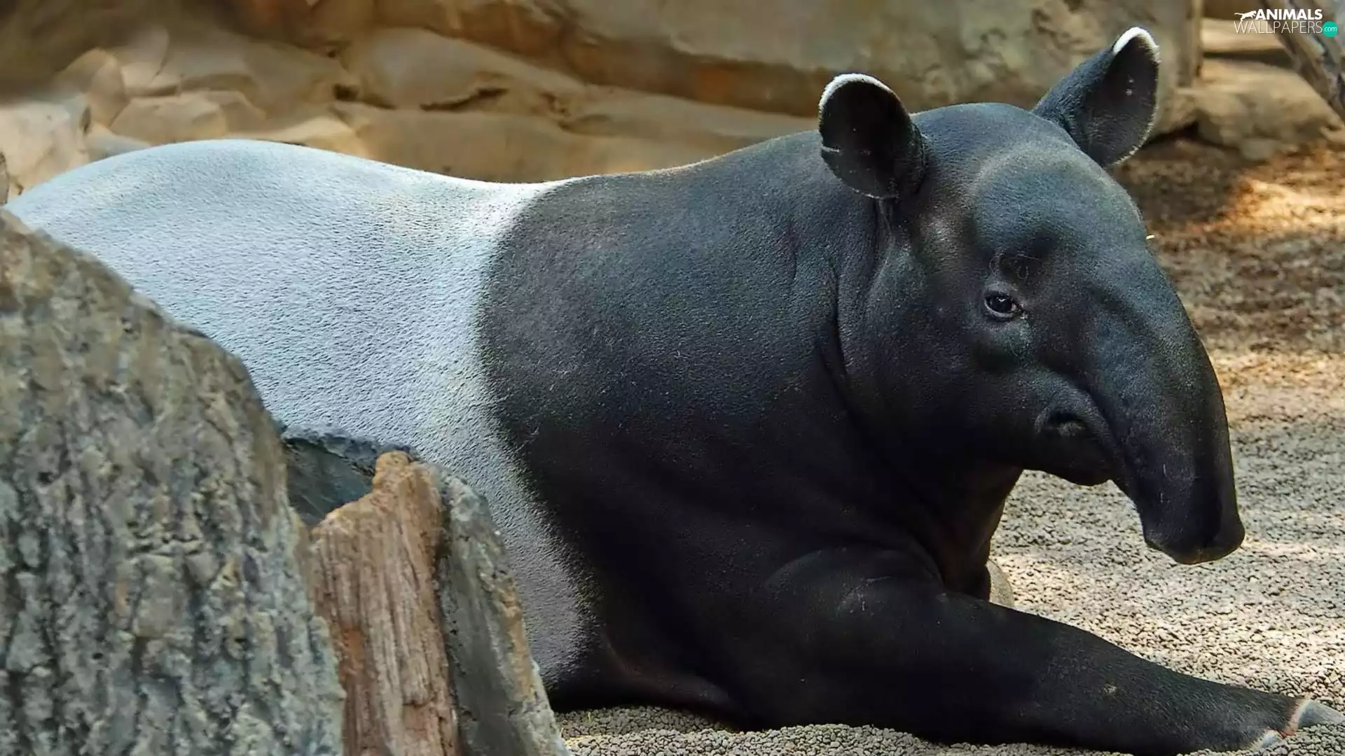 Tapir