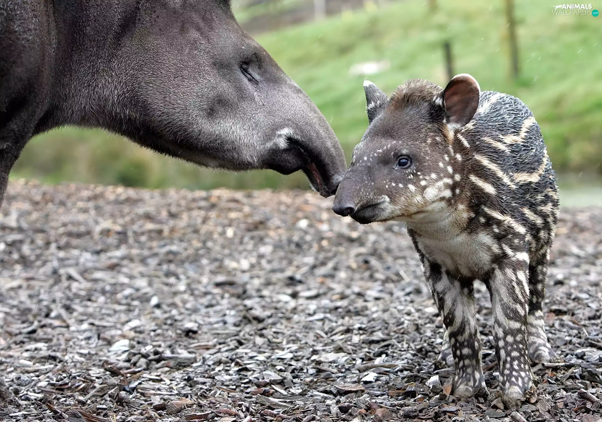 Tapir, little doggies