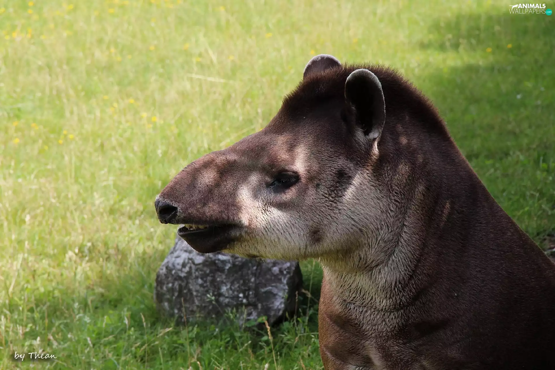 Tapir
