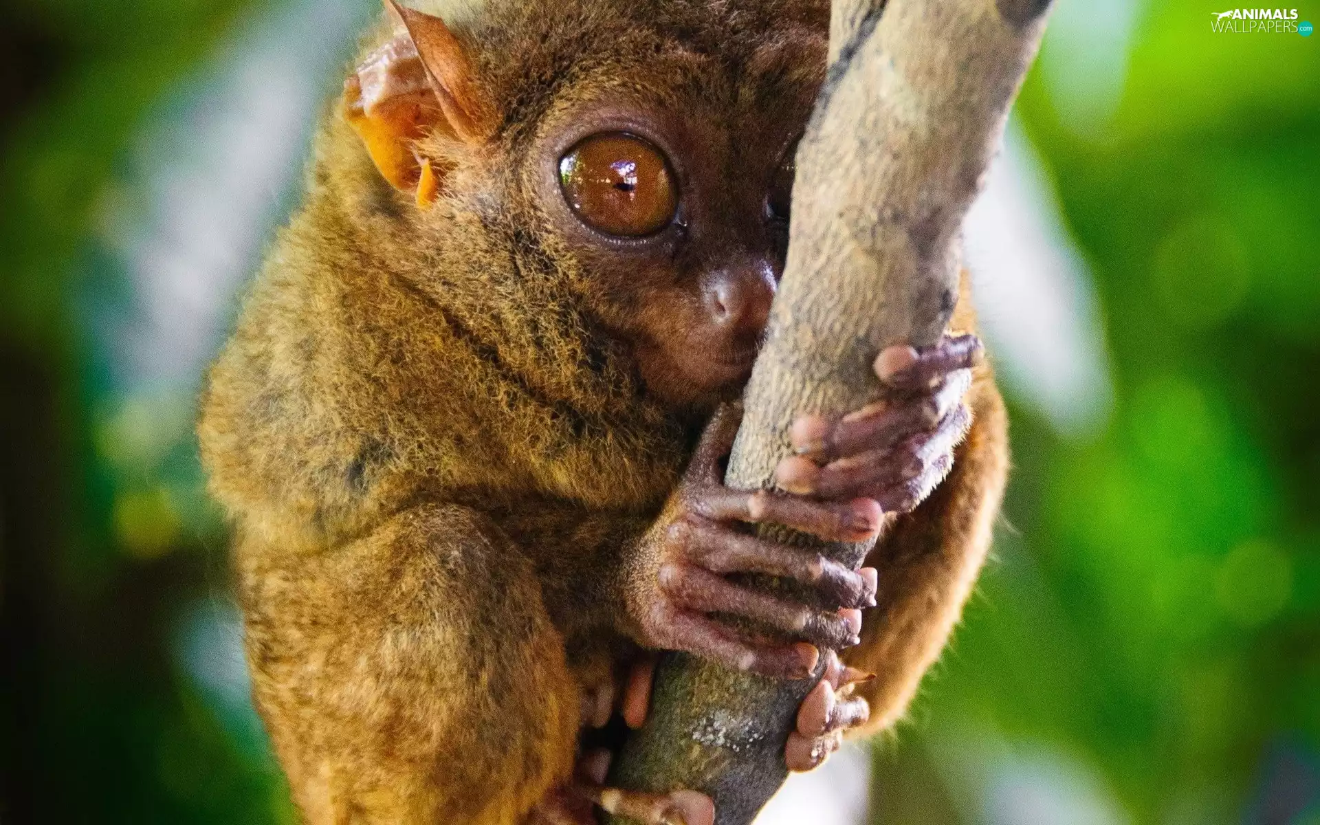 Tarsier, branch