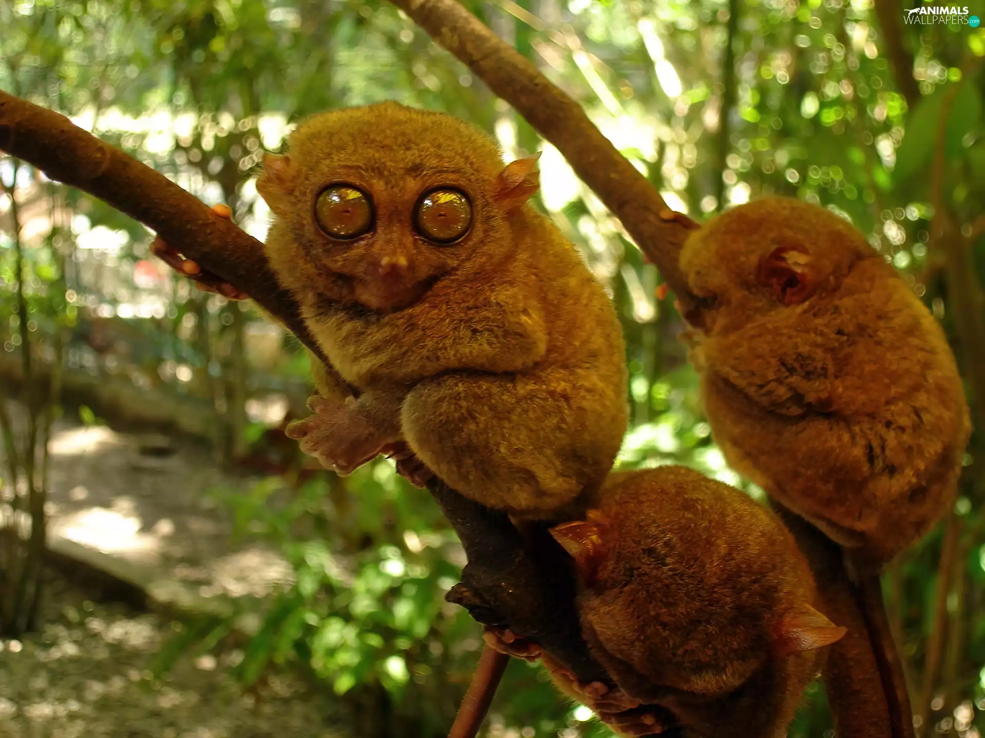 Bohol Tarsier, little doggies, monkeys