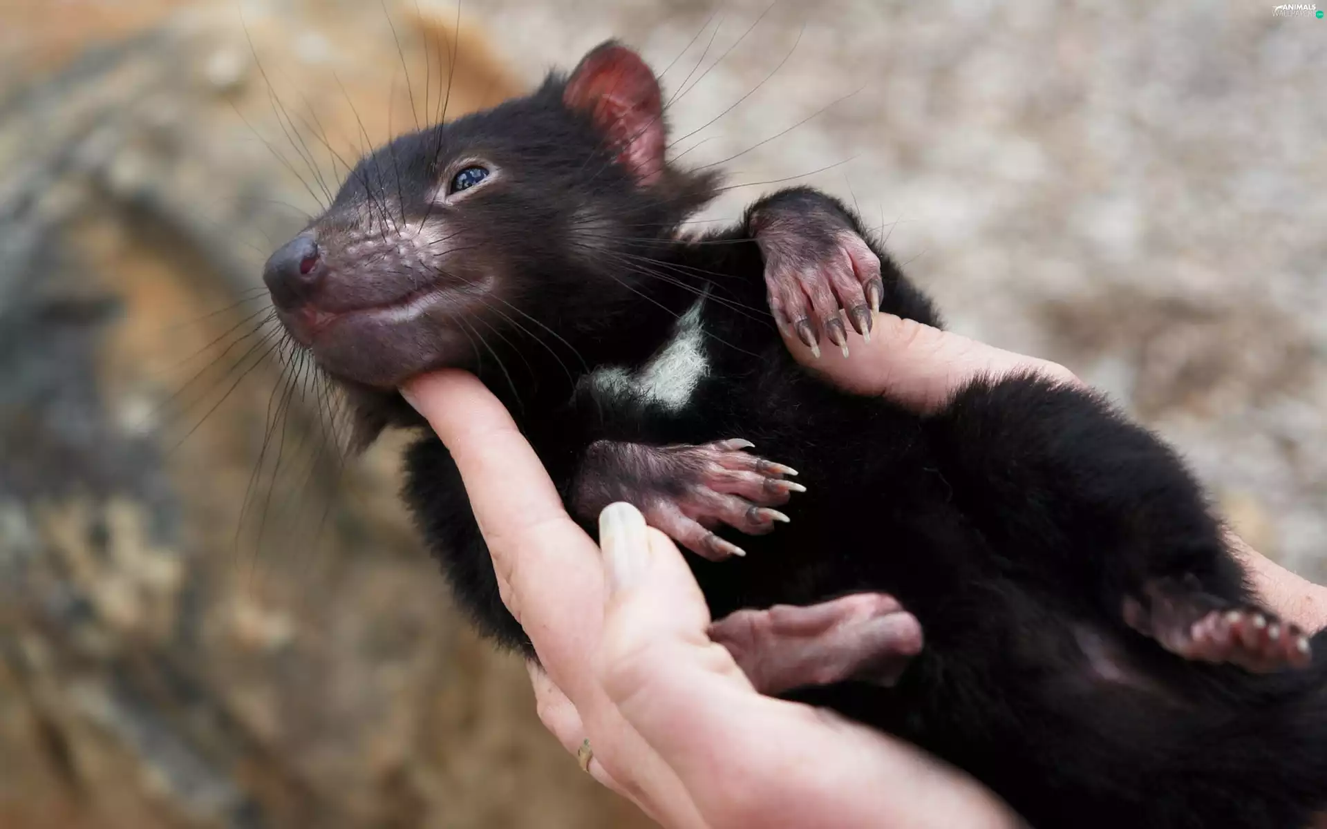 Tasmanian Devil, hand