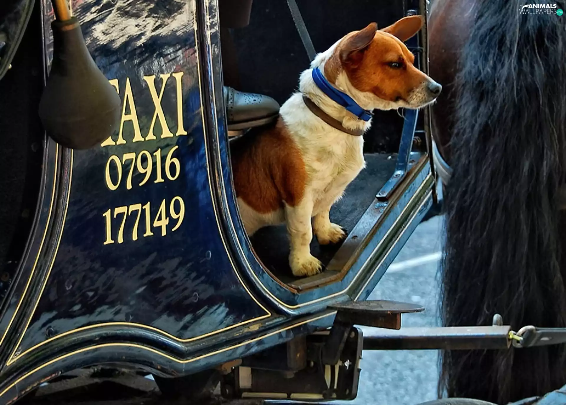 dog, tail, horse, TAXI