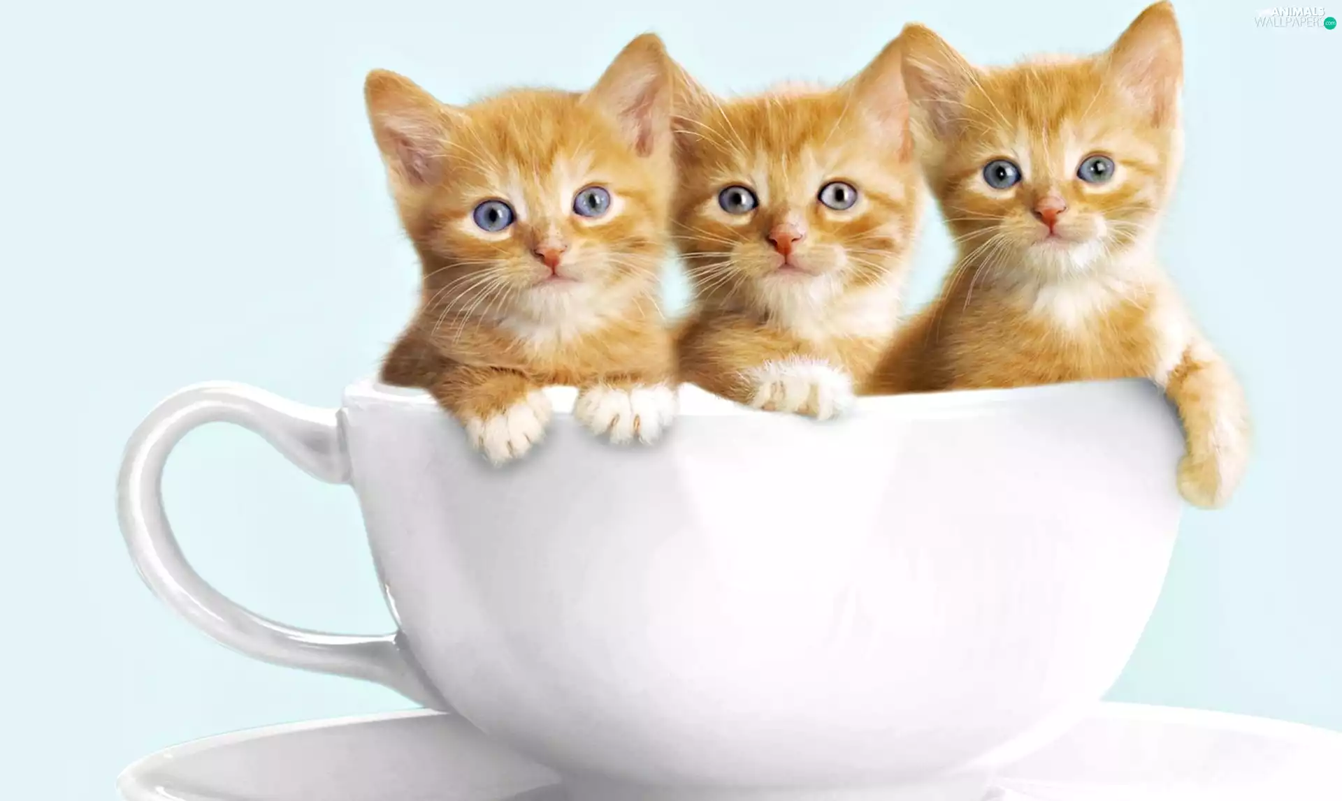 Teacup, cats, ##