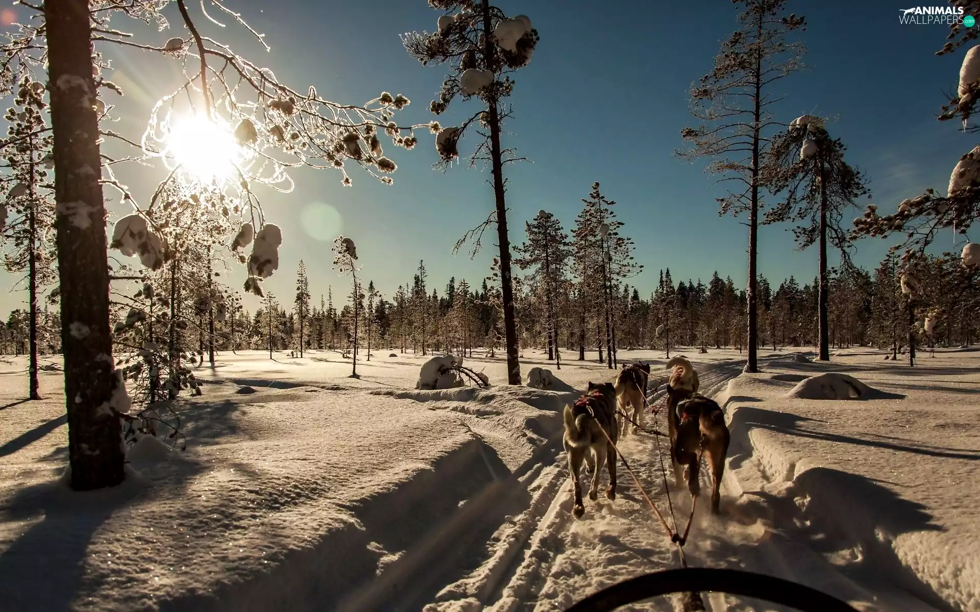 canine, team, east, sun, winter