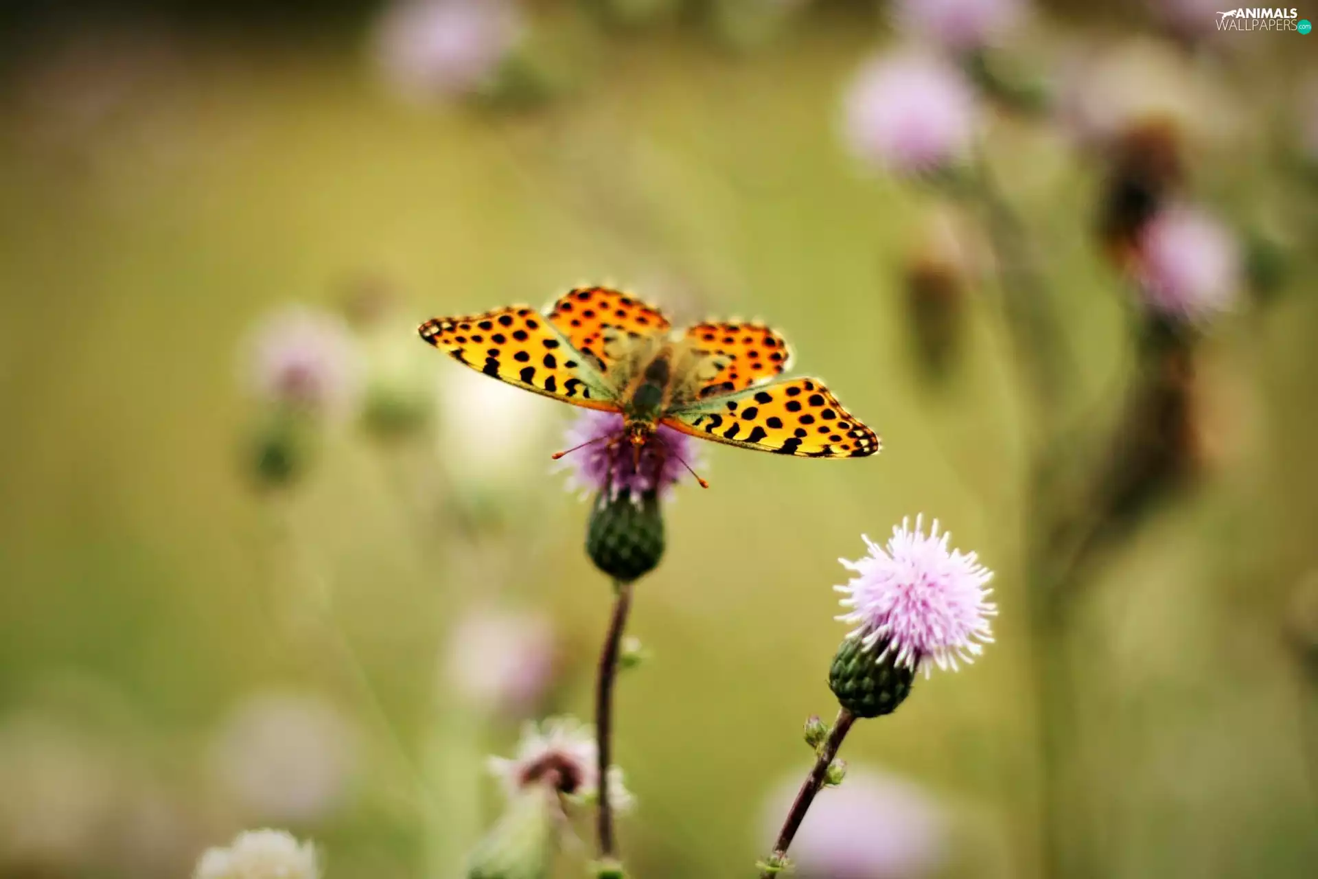 teasel, butterfly