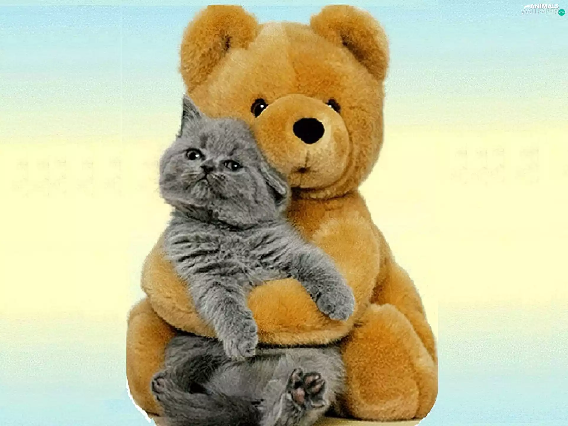 cat, teddy bear, plush toy