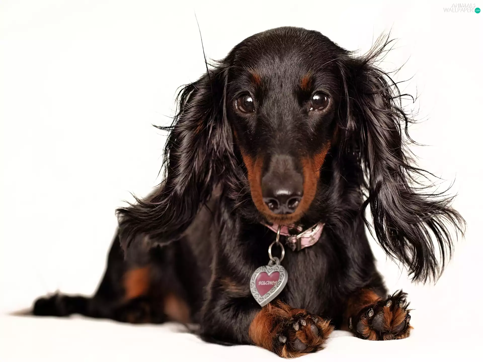Heart teddybear, dachshund, dog-collar