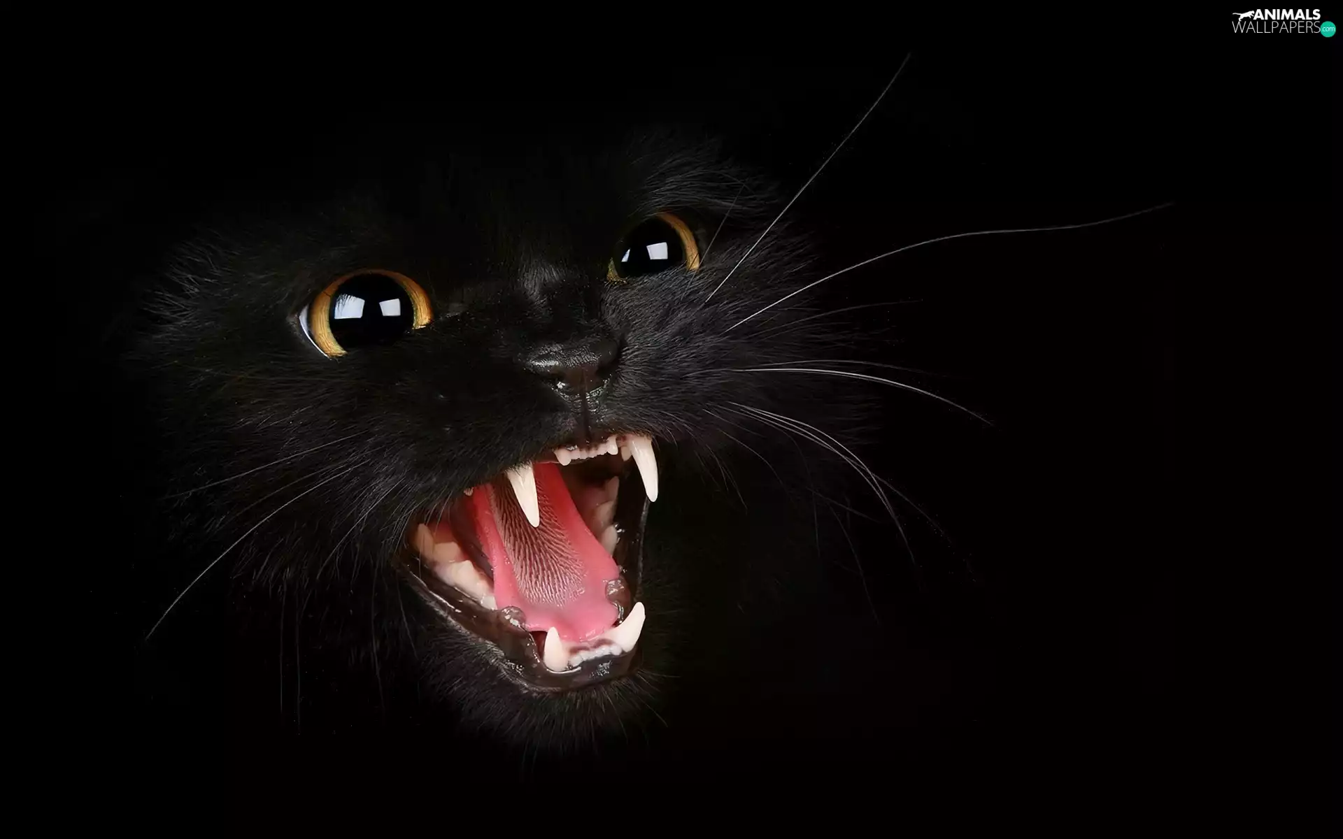 Teeth, Black, cat
