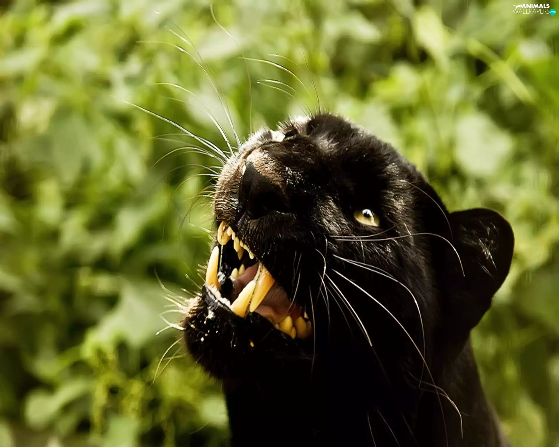 Teeth, black, Panther