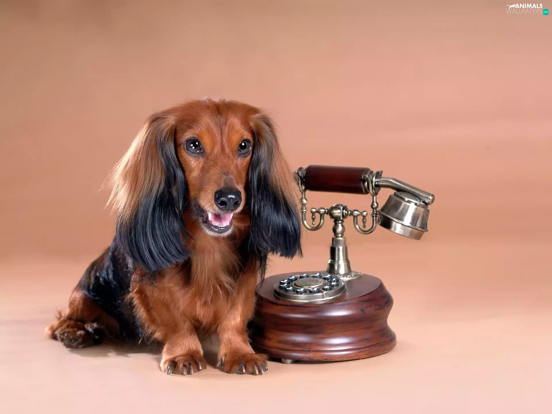 long-haired Dachshund, Telephone
