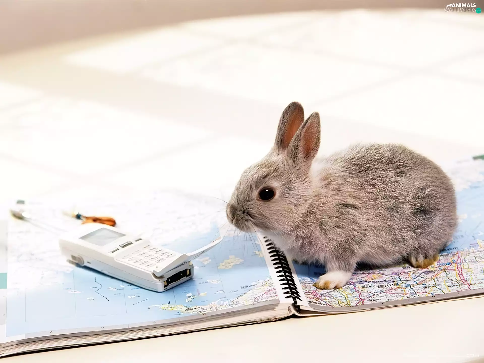 Telephone, Rabbit, Map