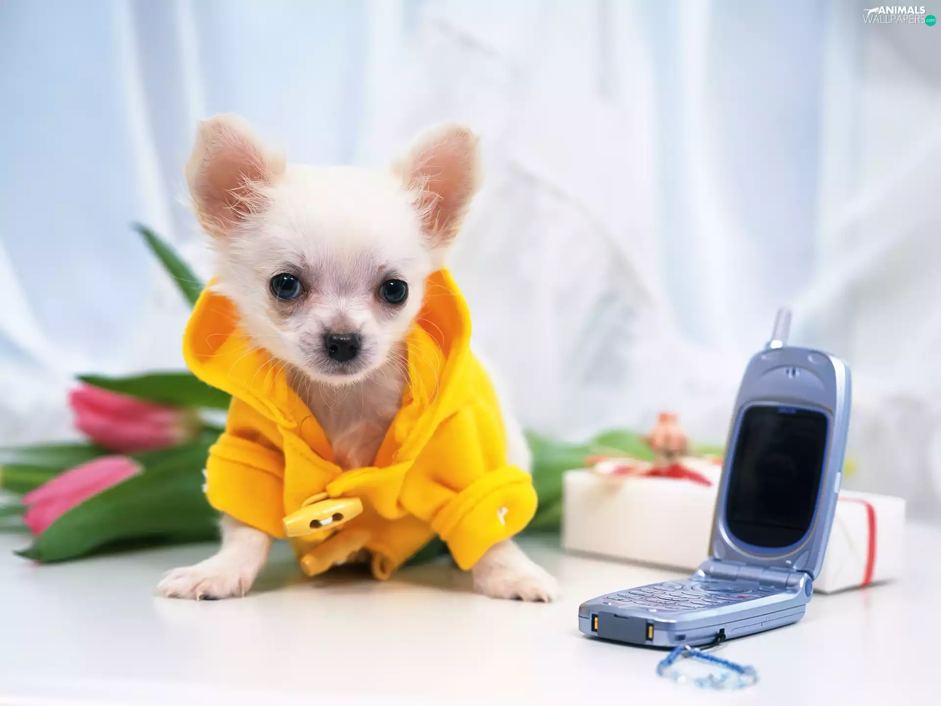 Puppy, cellular, Chihuahua, Telephone